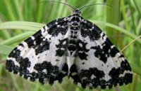 Argent &amp; sable moth