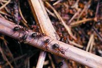 Wood ant