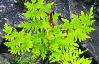 Royal buckler fern 