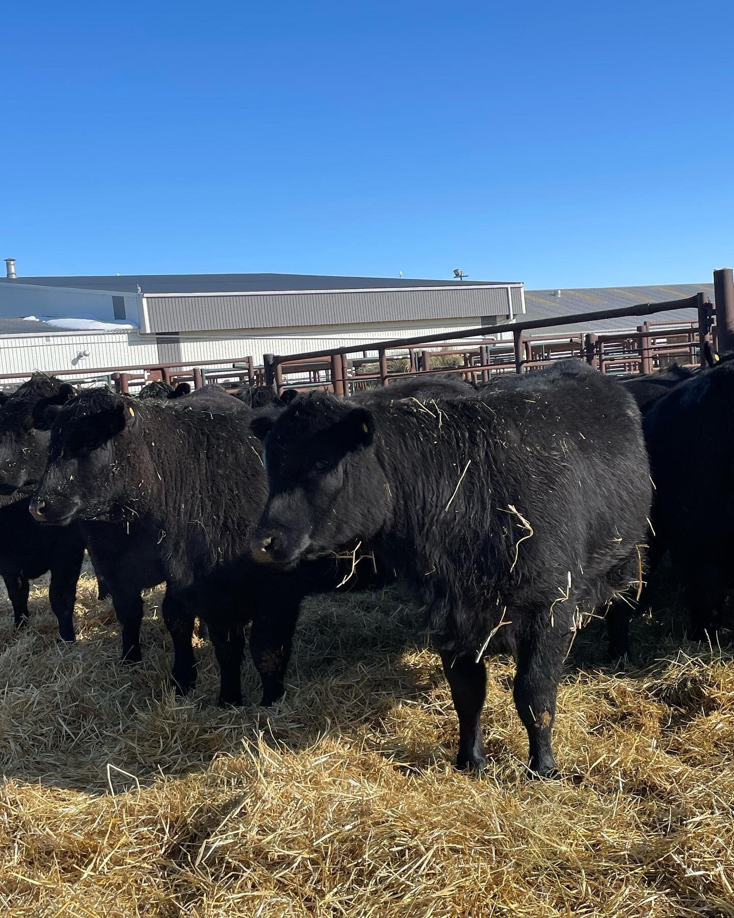 Open palpated heifers are sorted and weighed, awaiting sale on Thursday at DCTC Veteran Alta, in Maine Difference Bull and Open Heifer Sale. Bidding on DLMS