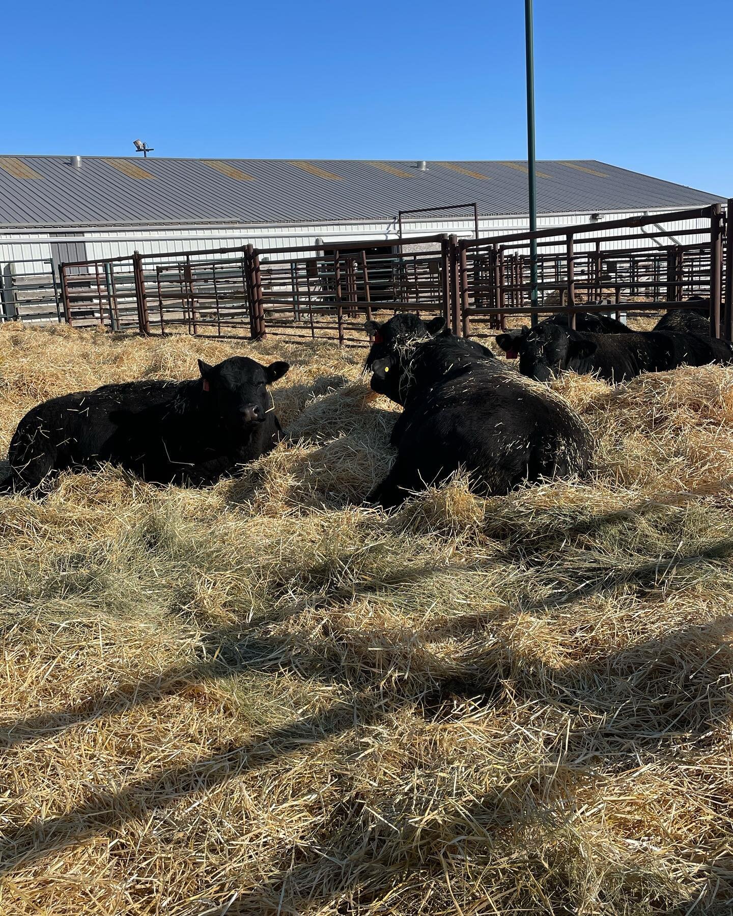 Bulls are all settled in at DCTC,Veteran Alta, ready for Maine Difference Bull and Open Heifer Sale this Thursday March 30. Bidding on DLMS,2:00 pm MST.