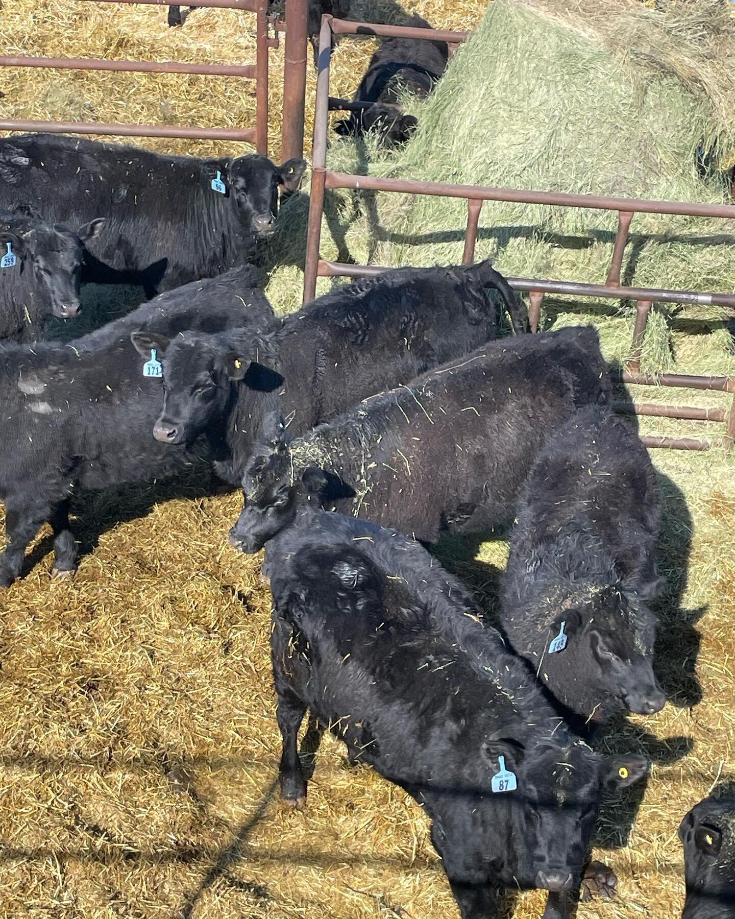 View from the top, overlooking the bulls and heifers at DCTC Veteran Alta. Maine Difference Bull and Open Heifer Sale tomorrow, 2:00pm MST. Bidding on DLMS.