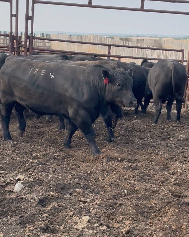 A lot of folks will think these are inferior bulls that nobody wanted, far from reality, these bulls were deferred in March, before our annual Maine Difference Bull Sale. We retested last night and they all passed with flying colors. 2 yr old Maine a