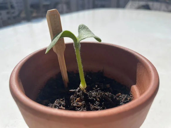 4084F8A9-5504-4F39-95FD-641B53DC9BF6 2.JPG