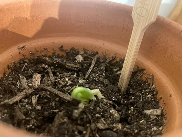 50CCE481-741C-433D-BB33-CF91CA534AC0 2.JPG