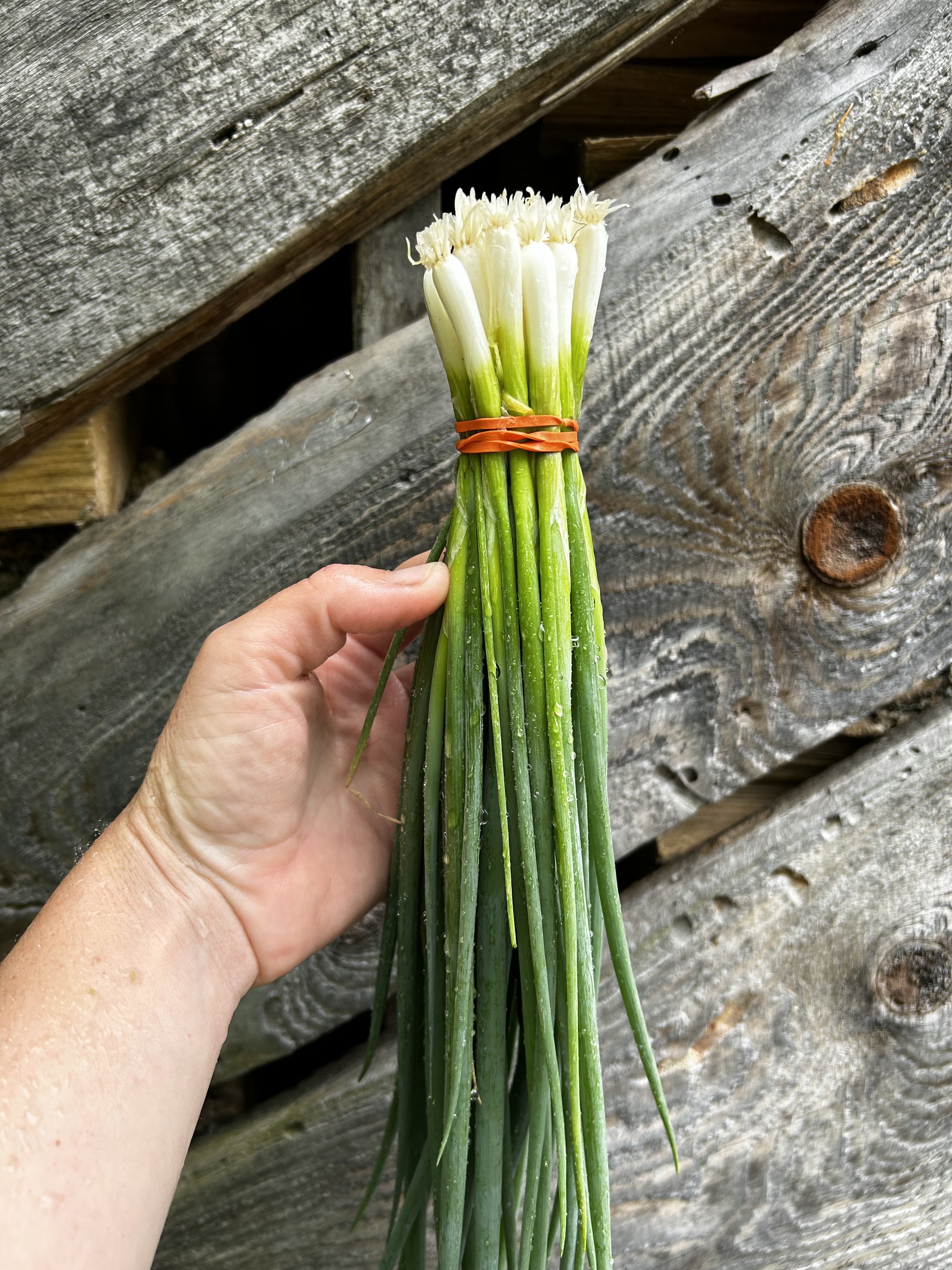 scallions.jpg