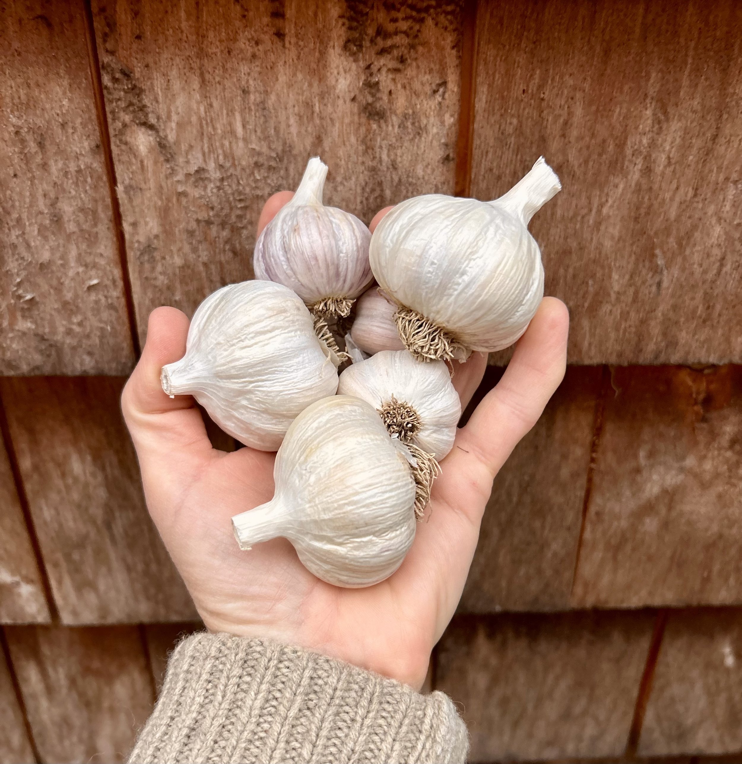 garlic store.jpg