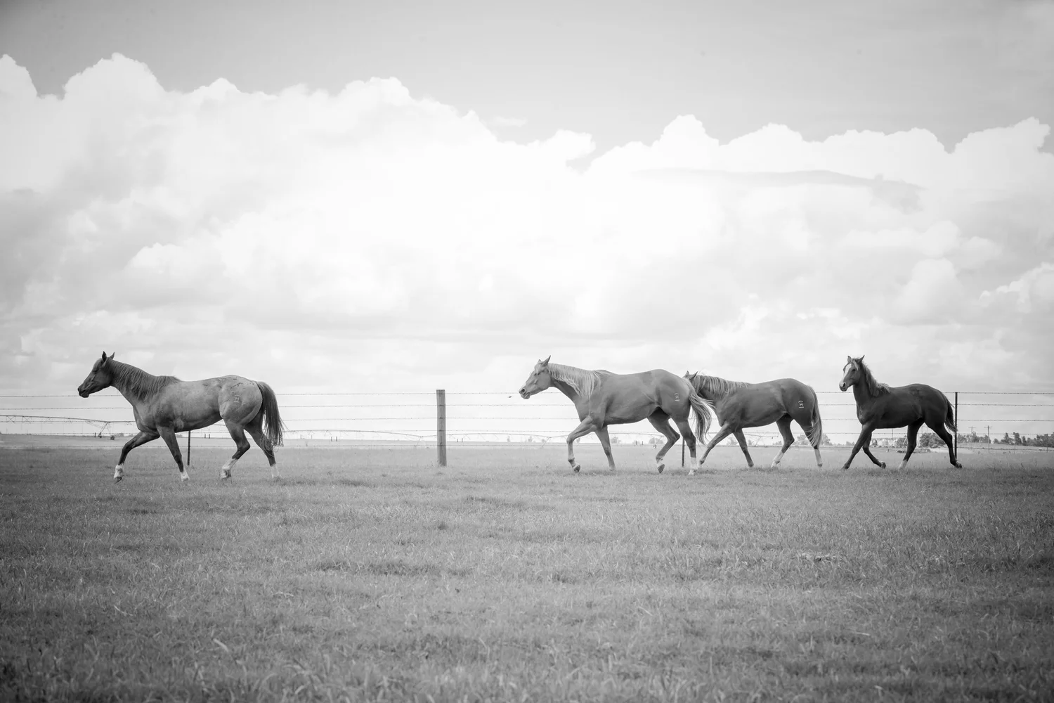 Haugen Real Estate & Auction