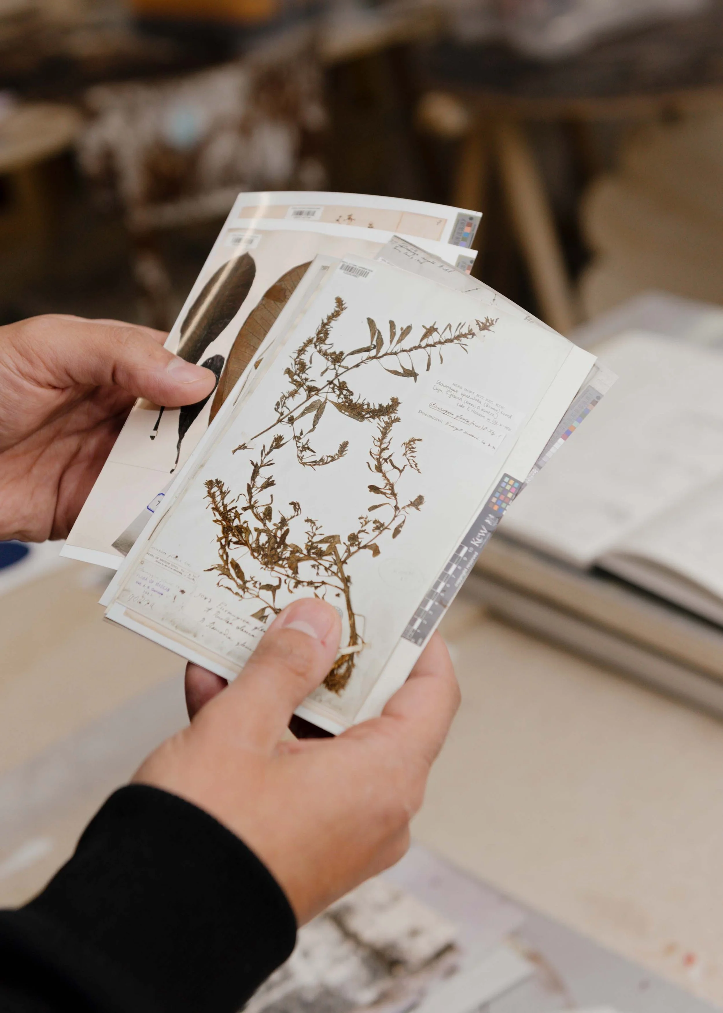  Studio Portrait, James Lewis. Photo: Lea Sonderegger 