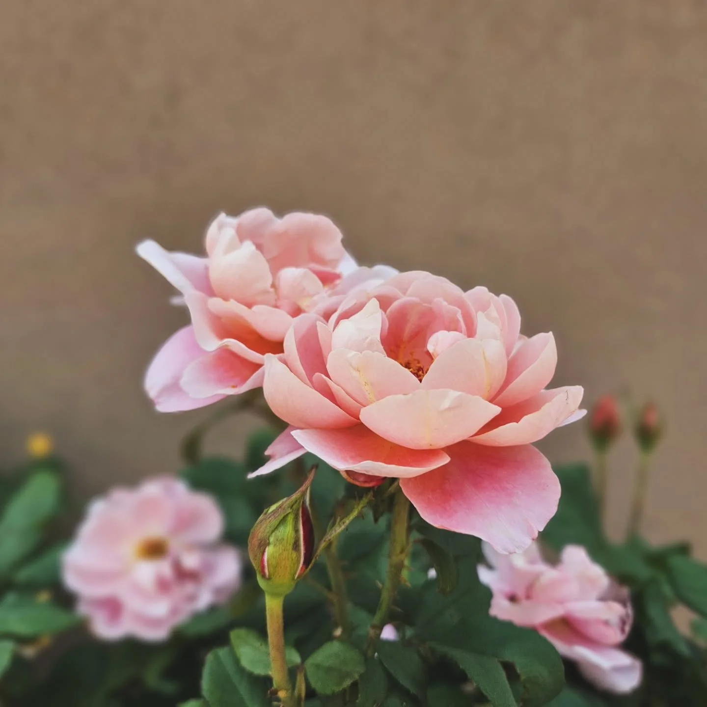 Winter is giving me the time to actually slow down and write. New on the blog: why local flowers matter to us 🌱and why they are so special. 

#localflowers #seasonalflowers #flowerdesignstudio #flowerfarmerflorist #sustainablefloristry