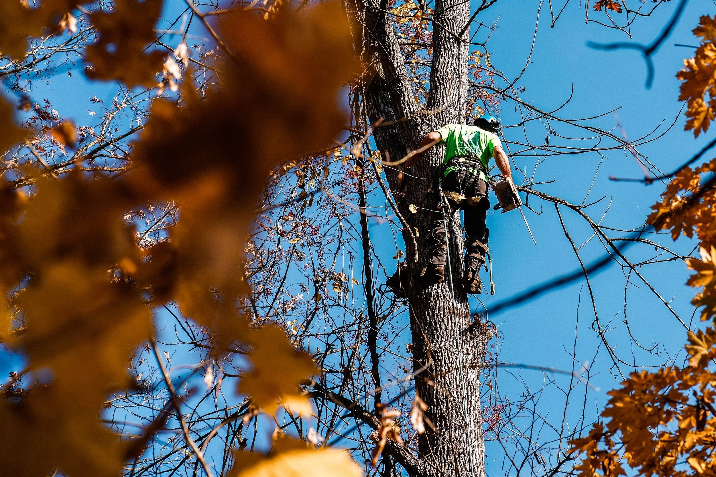Alpine Tree Experts gallery 4