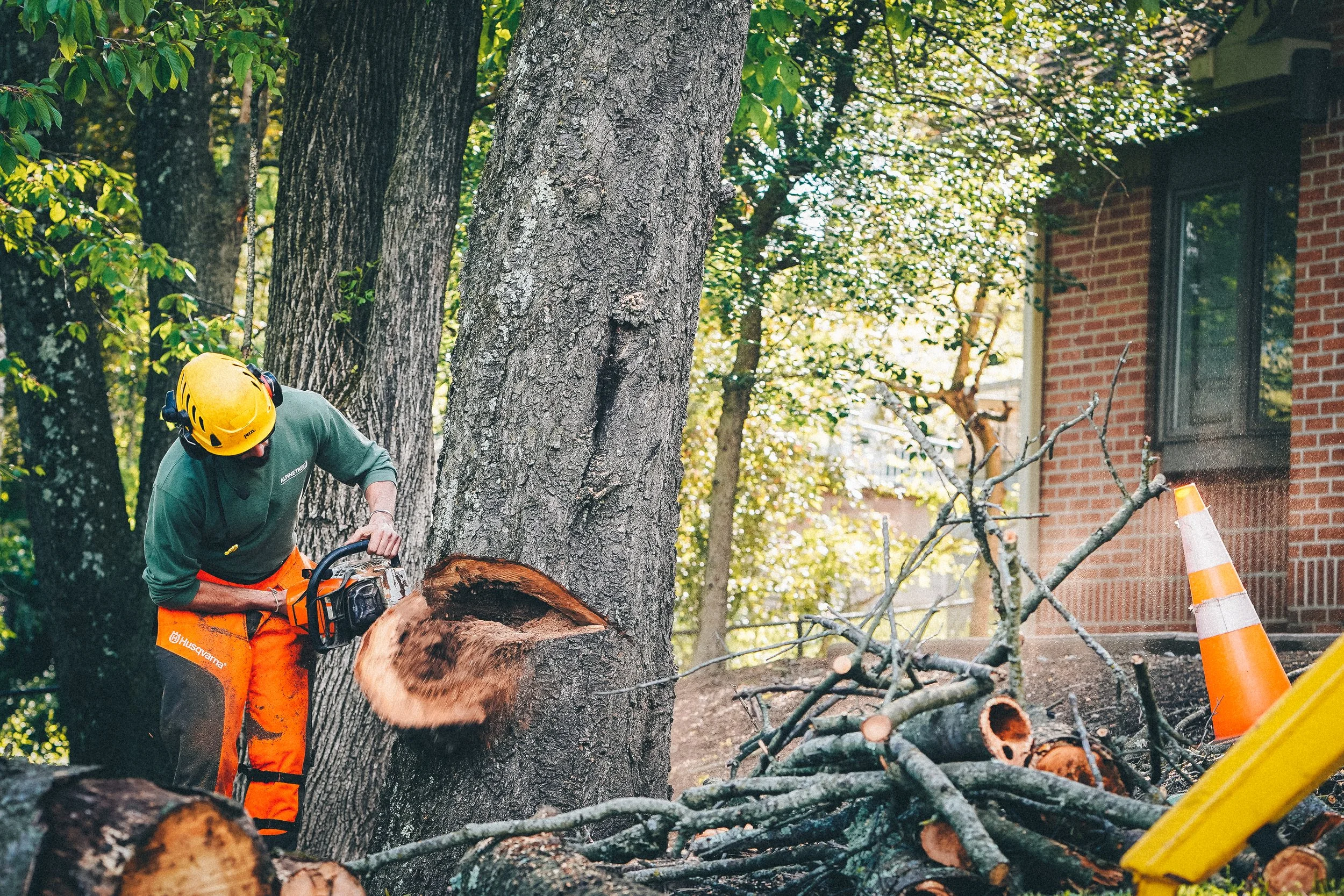 Alpine Tree Experts gallery 5