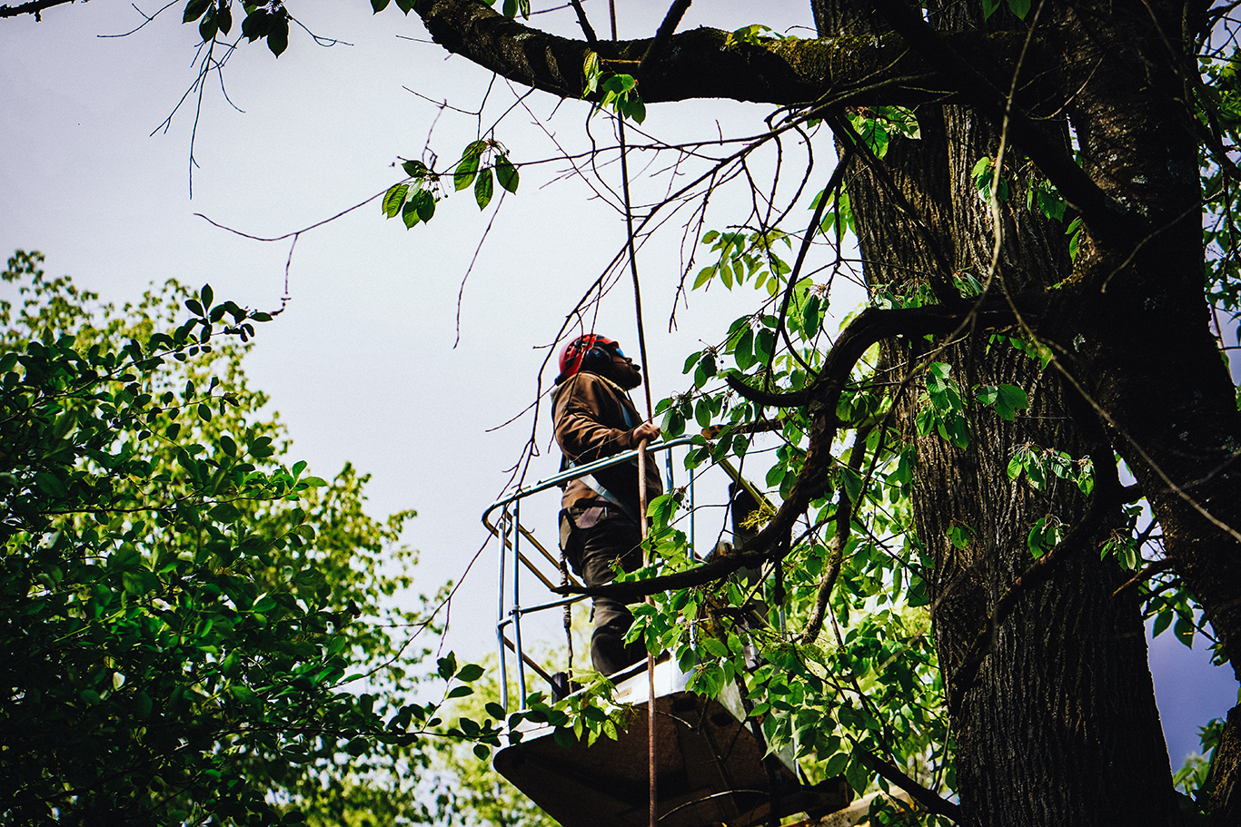 Alpine Tree Experts gallery 7