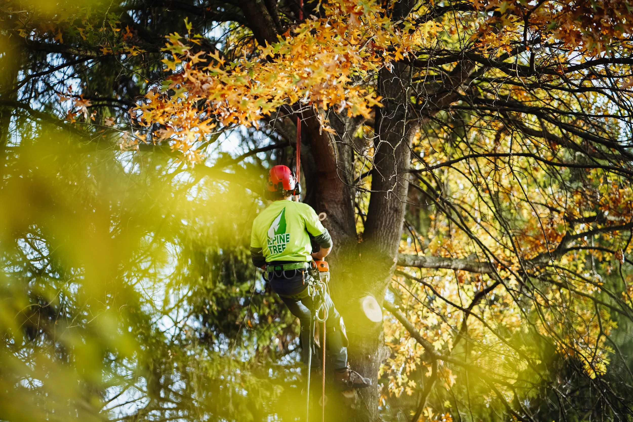 Alpine Tree Experts gallery 6