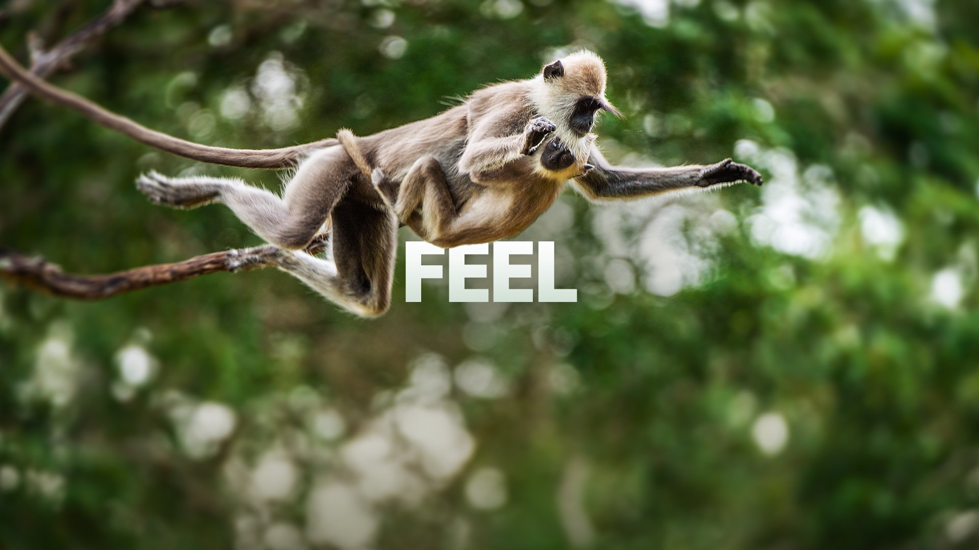 Feel.jpg