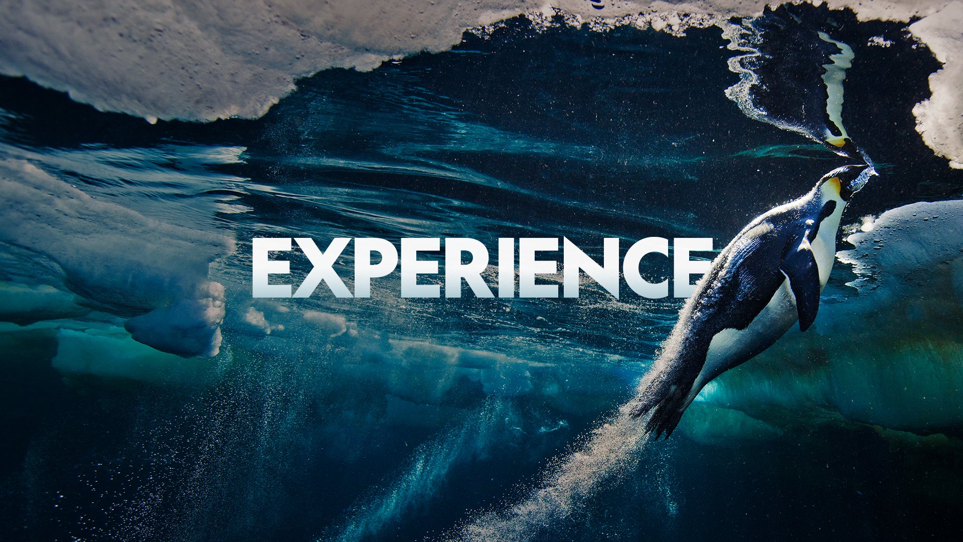Experience.jpg