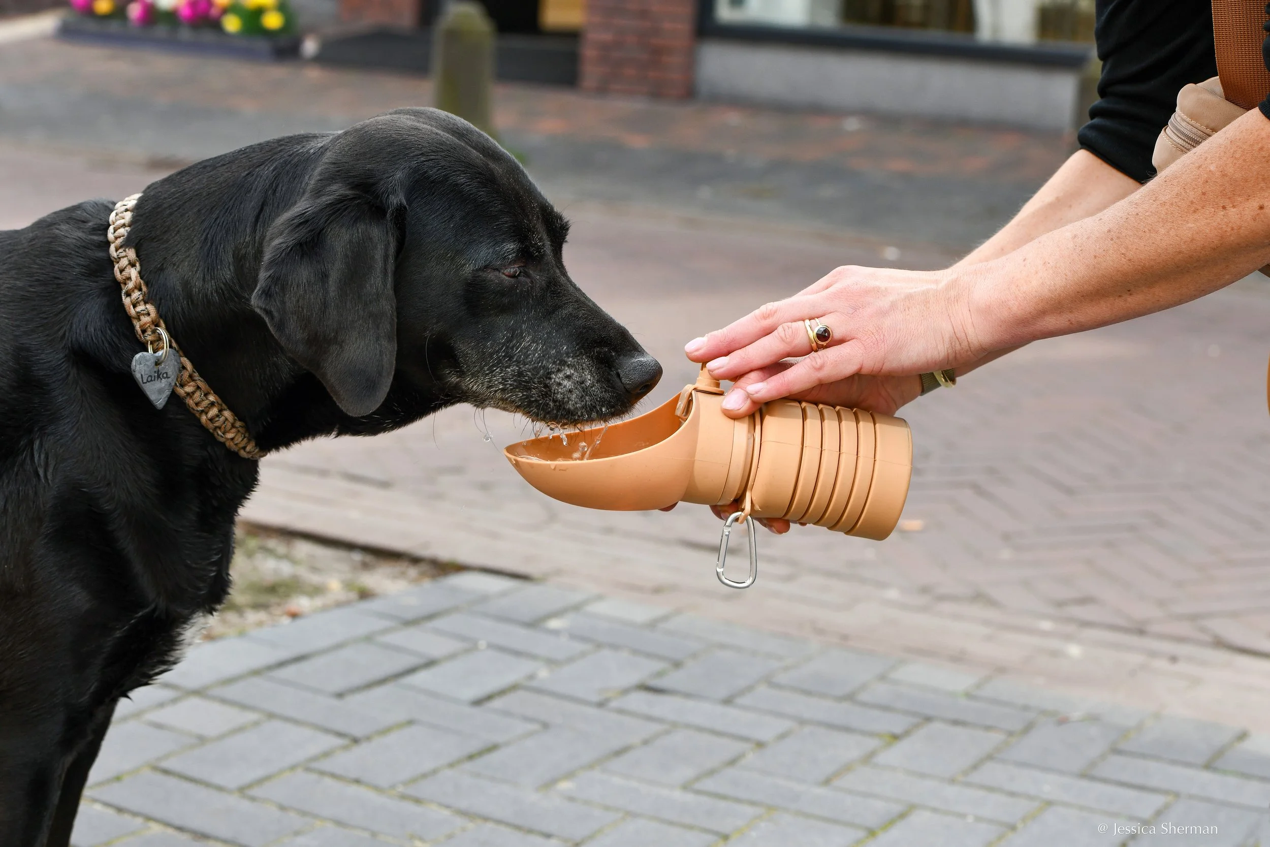 DSC_5728-Laika-Drinks-Puppington-Water-Bottle-smaller.jpg