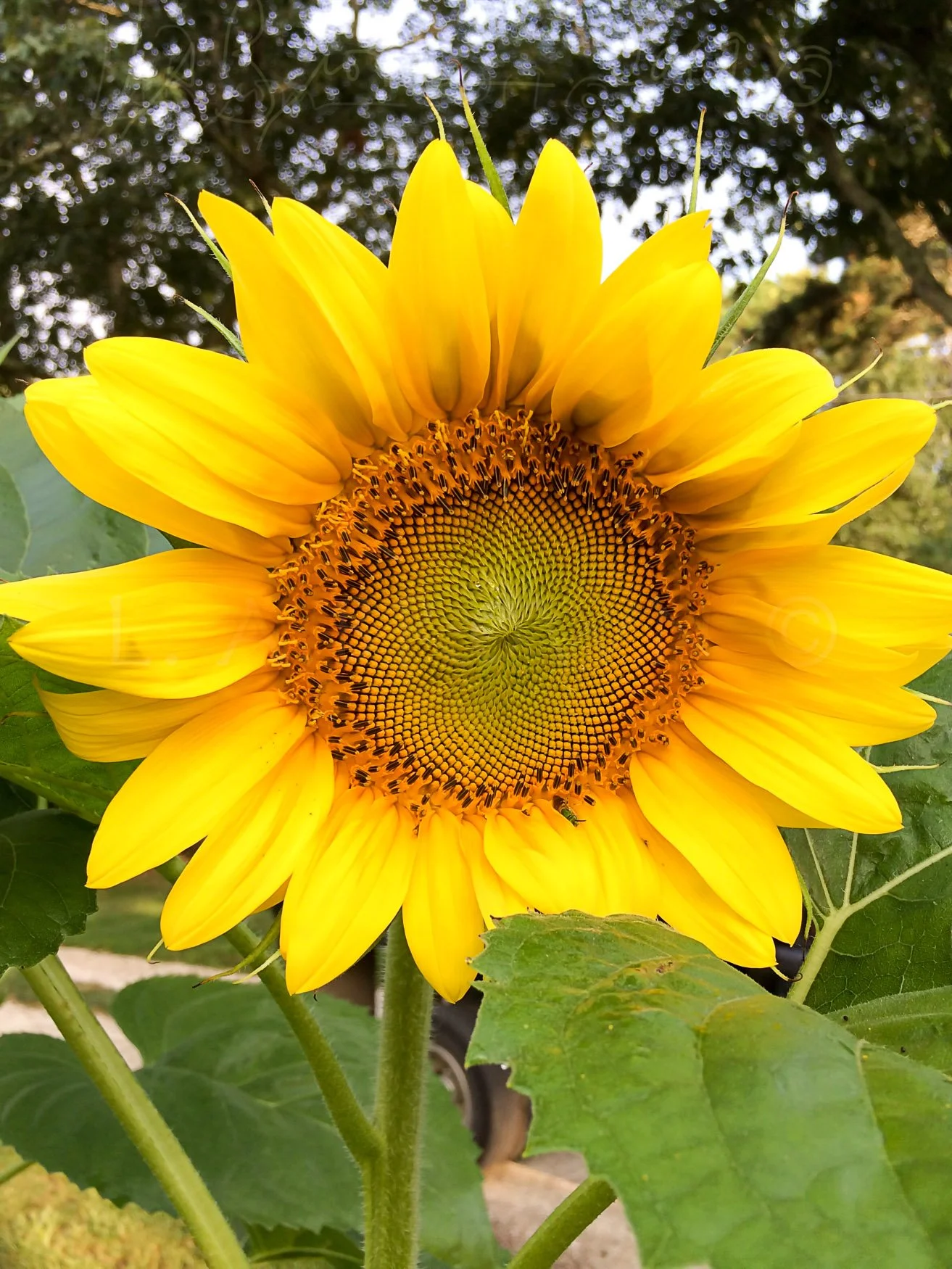 LA Brown Website-51.jpg