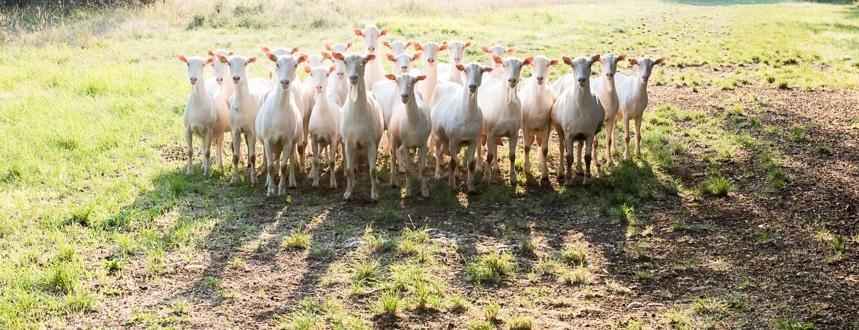 LA Brown Website-38.jpg