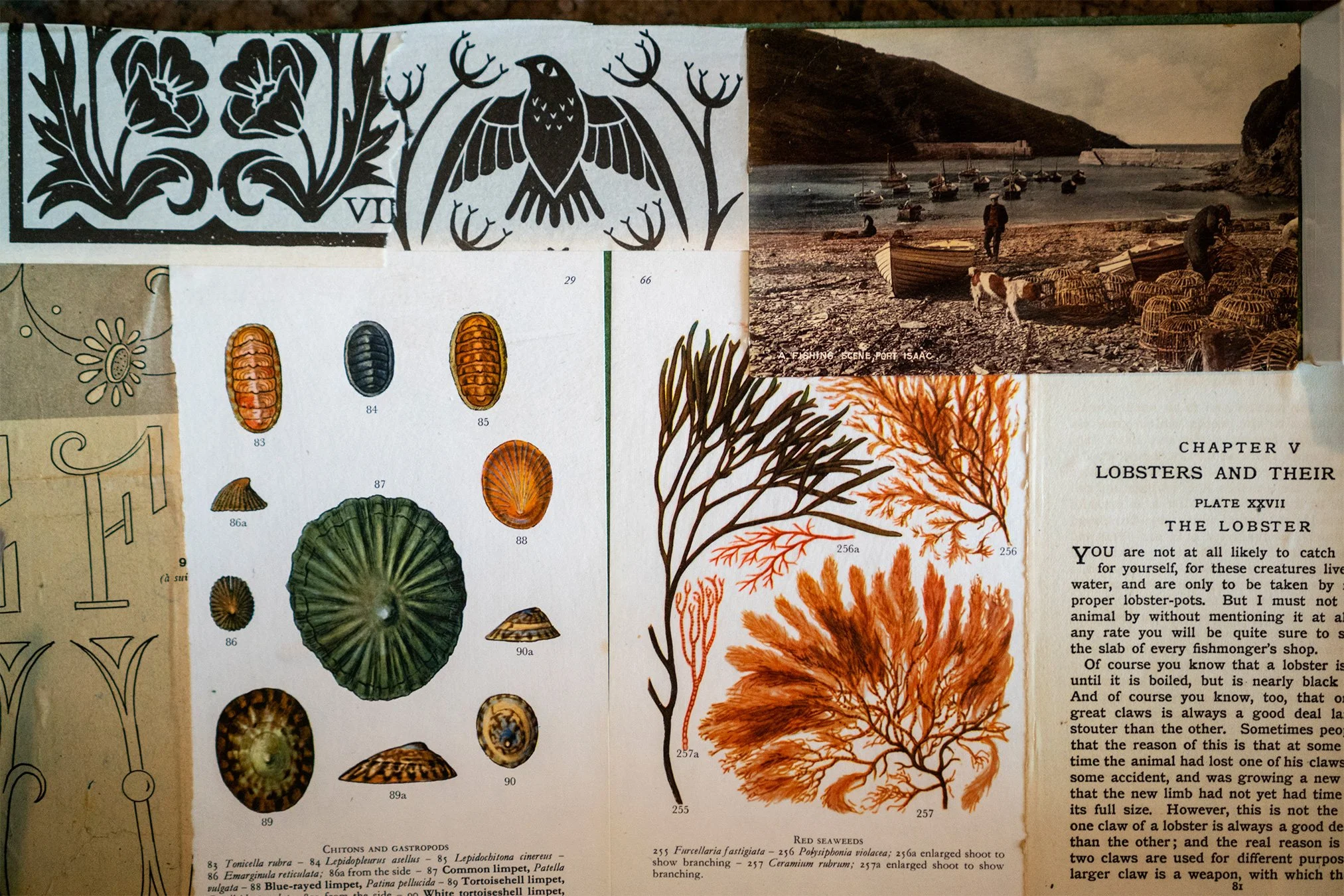 vintage prints and postcards on the wall of artist stacey sibley's studio in port isaac