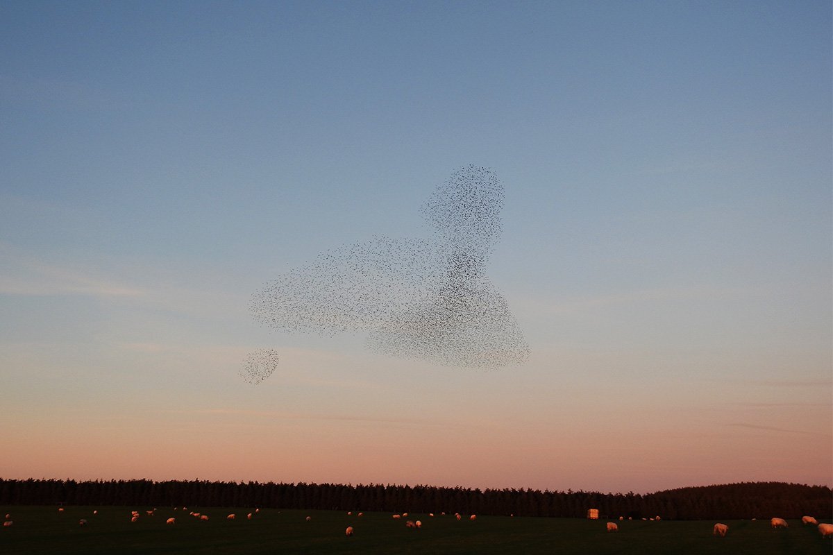 starling murmuration on bodmin moor
