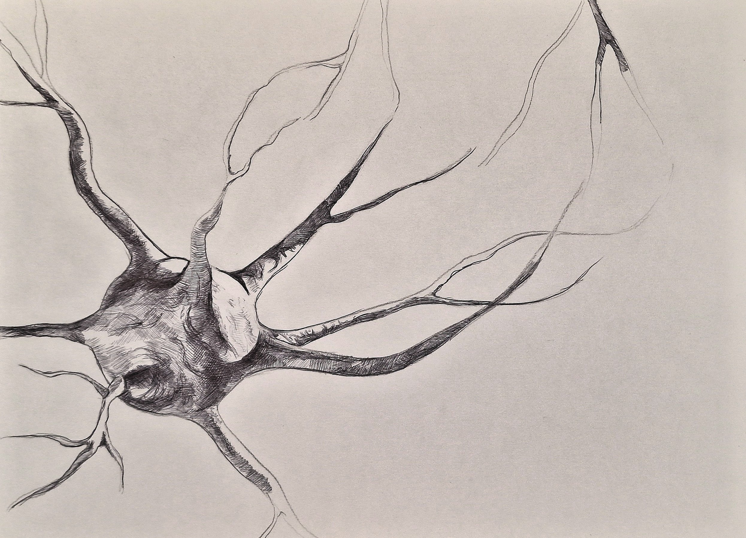 PATHWAY II | Pen on Paper | 20.7 x 28.4 cm | £110