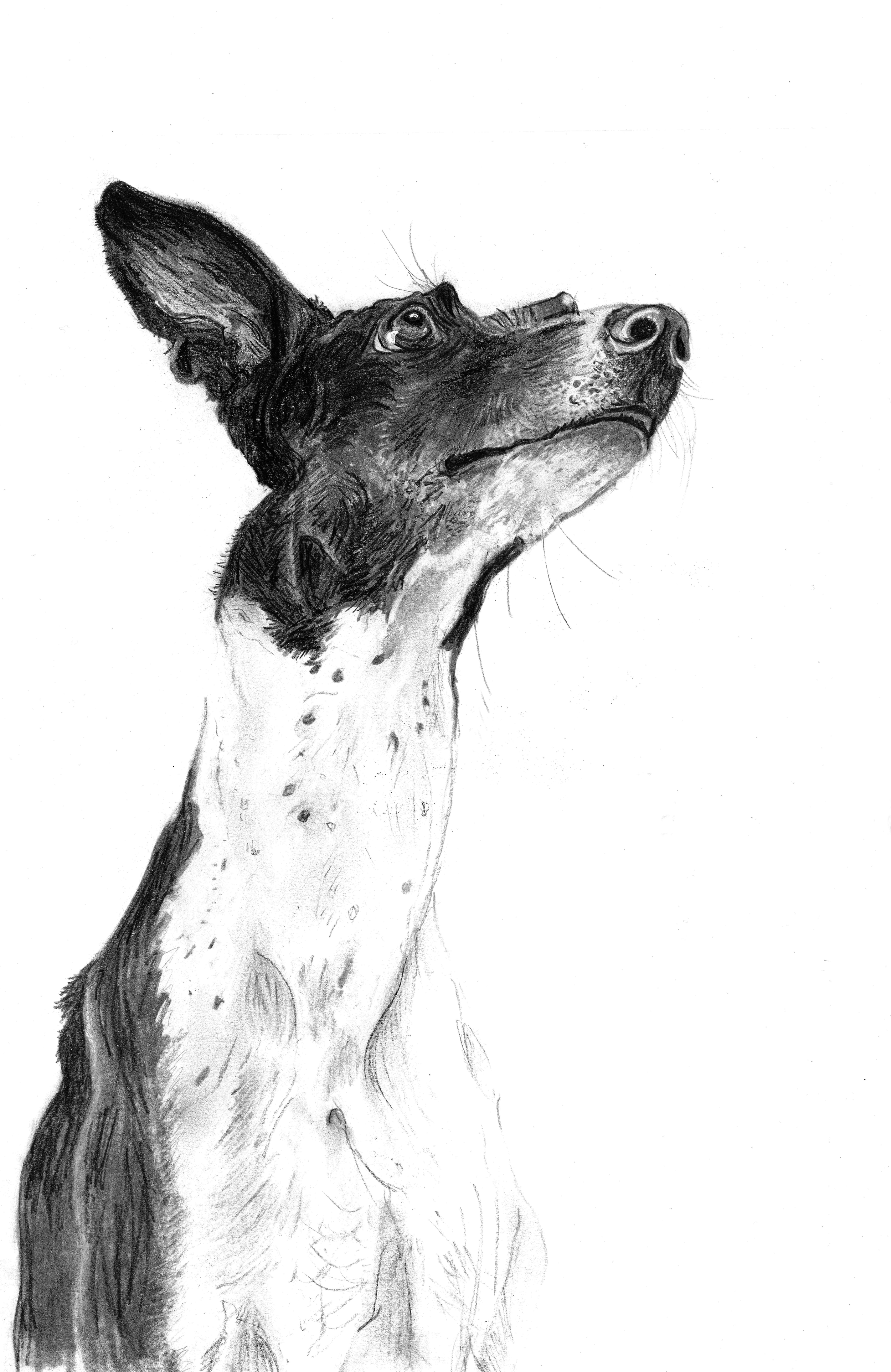 MONGREL by Sarah Wilson