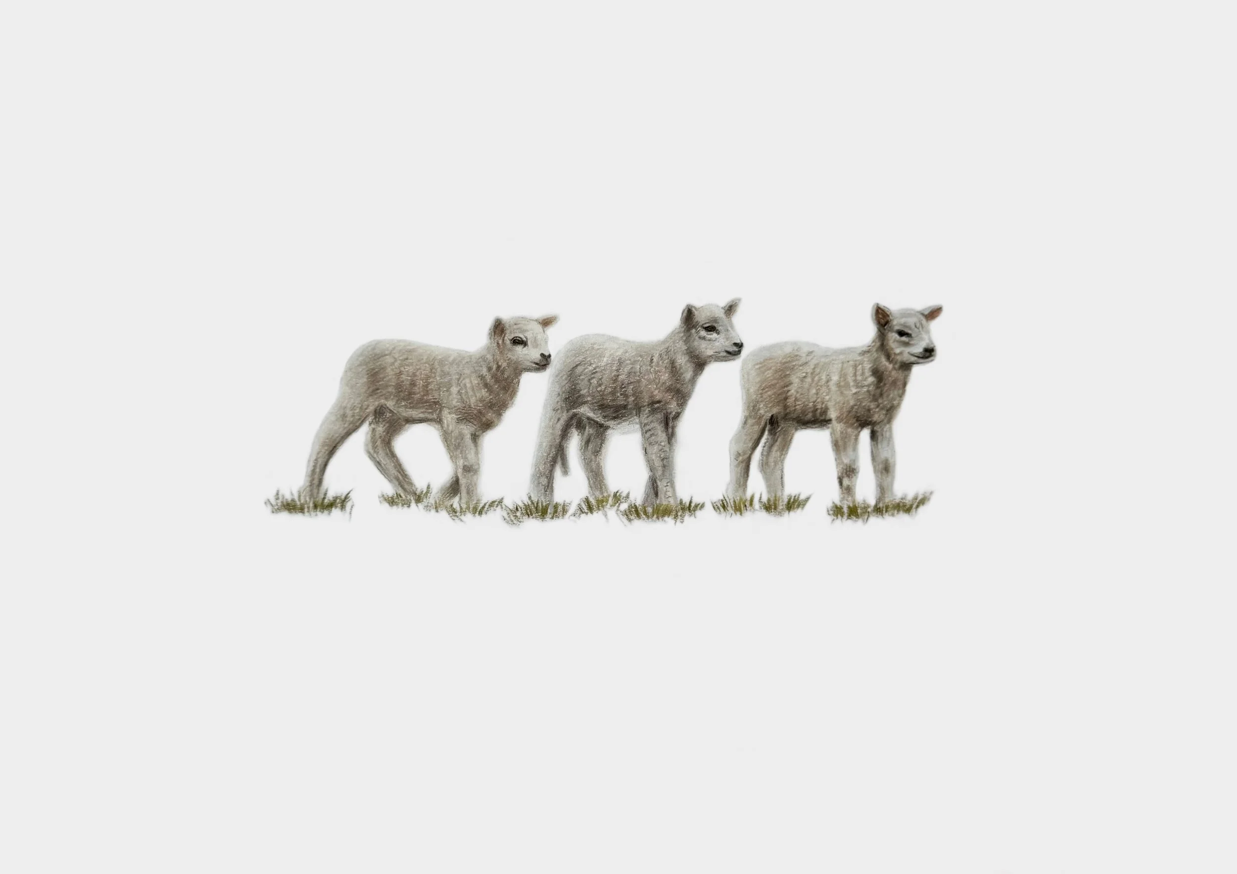 Becca Barron, Timed drawing of lambs, 75768.jpg