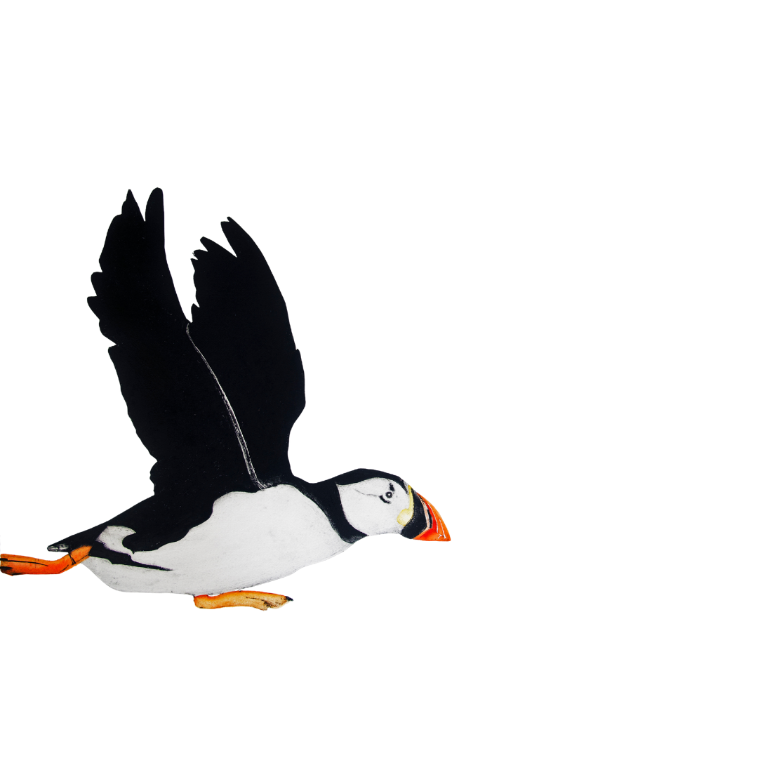 ATLANTIC PUFFIN