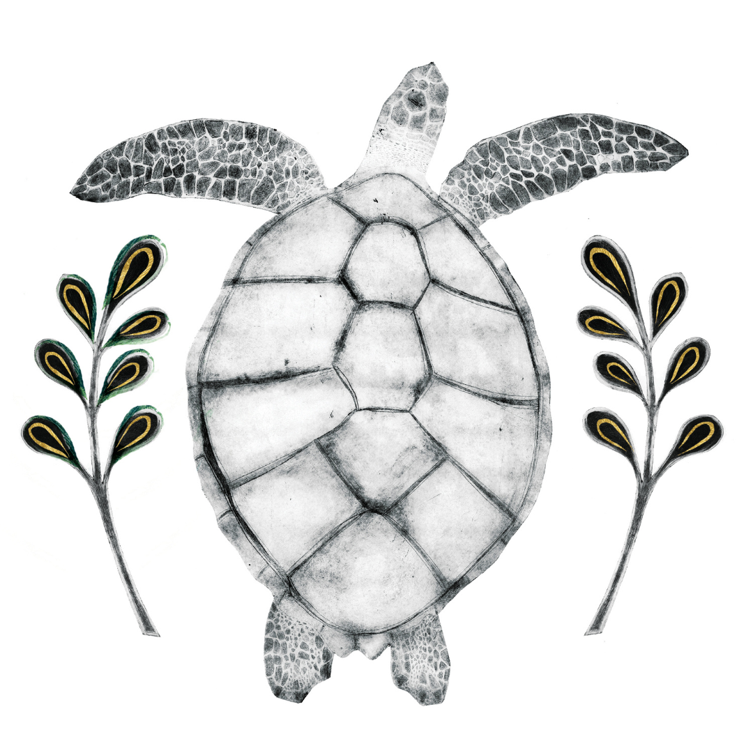HAWKSBILL TURTLE