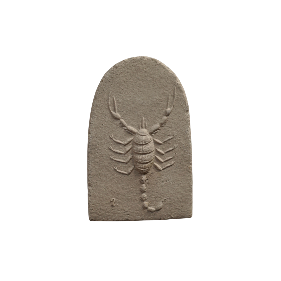 🔴 DESERT HAIRY SCORPION II