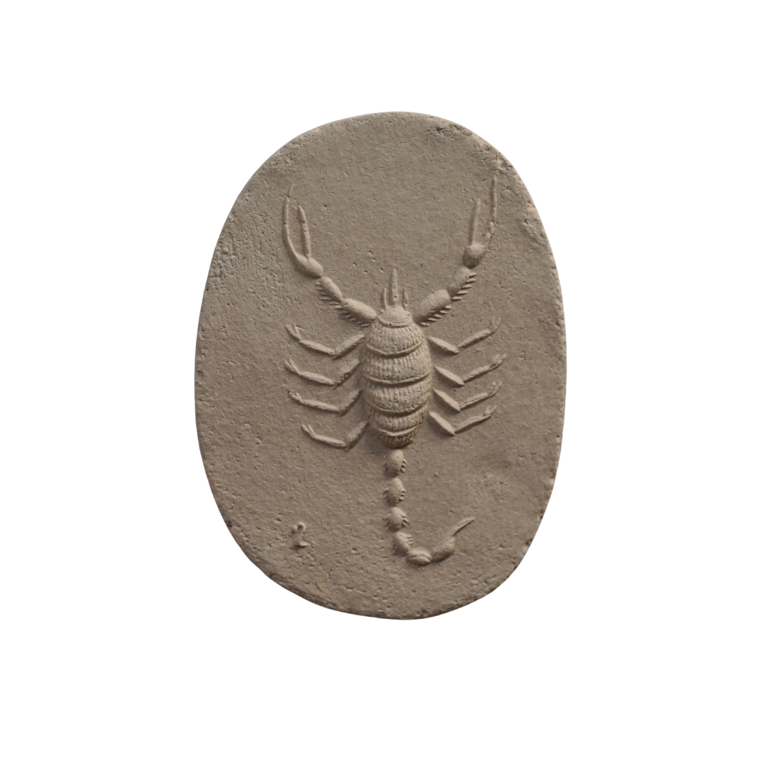 🔴 DESERT HAIRY SCORPION I