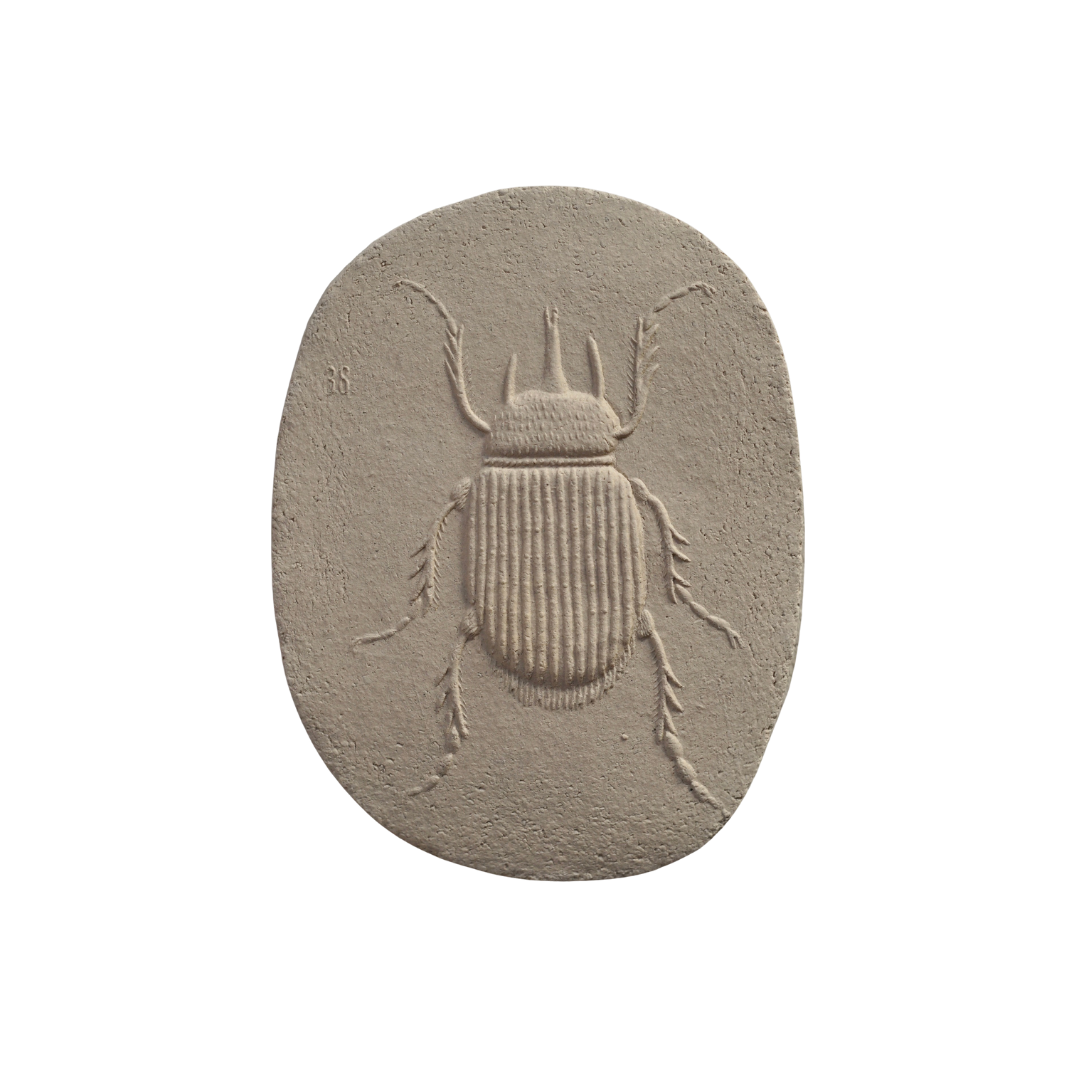 ELEPHANT BEETLE I