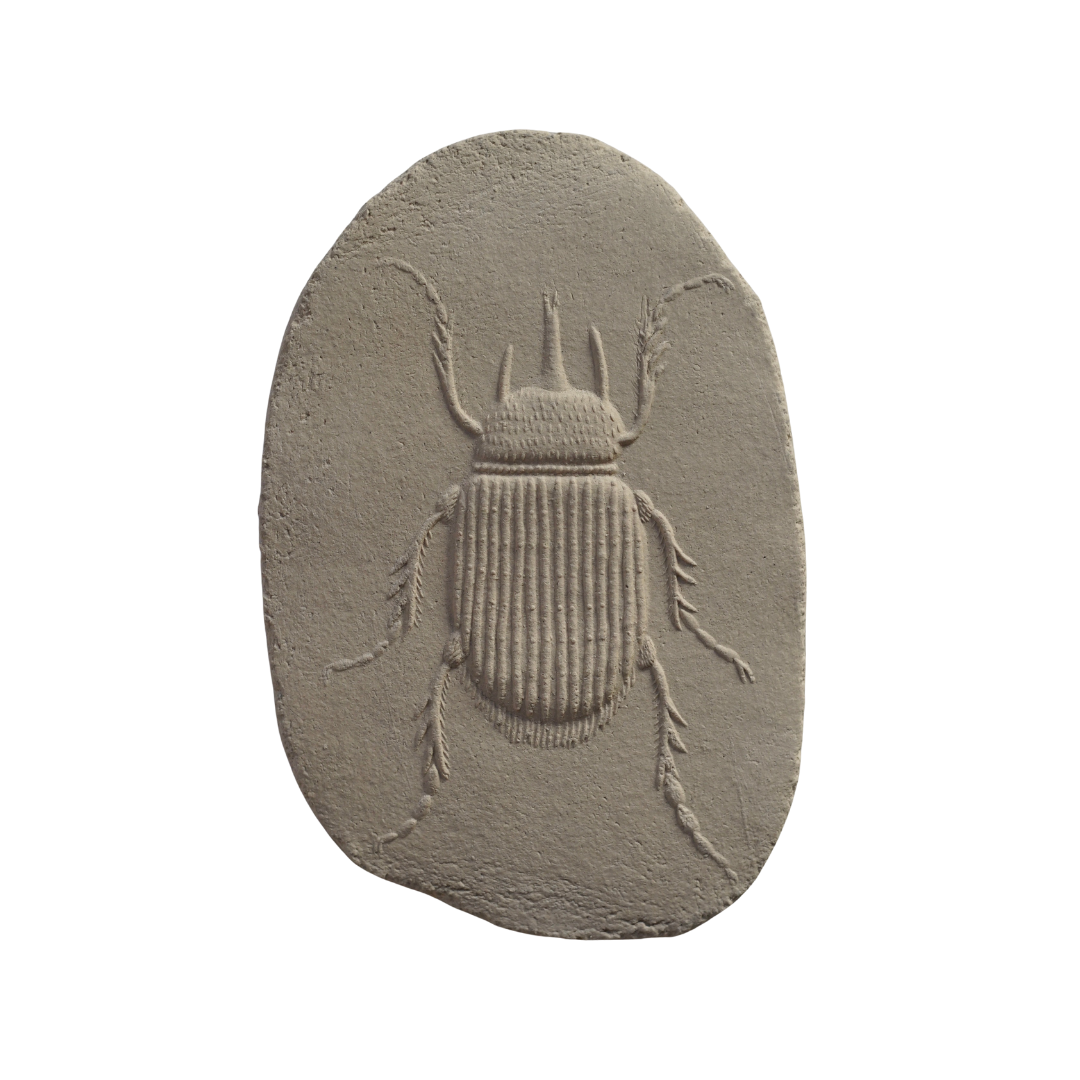 ELEPHANT BEETLE II