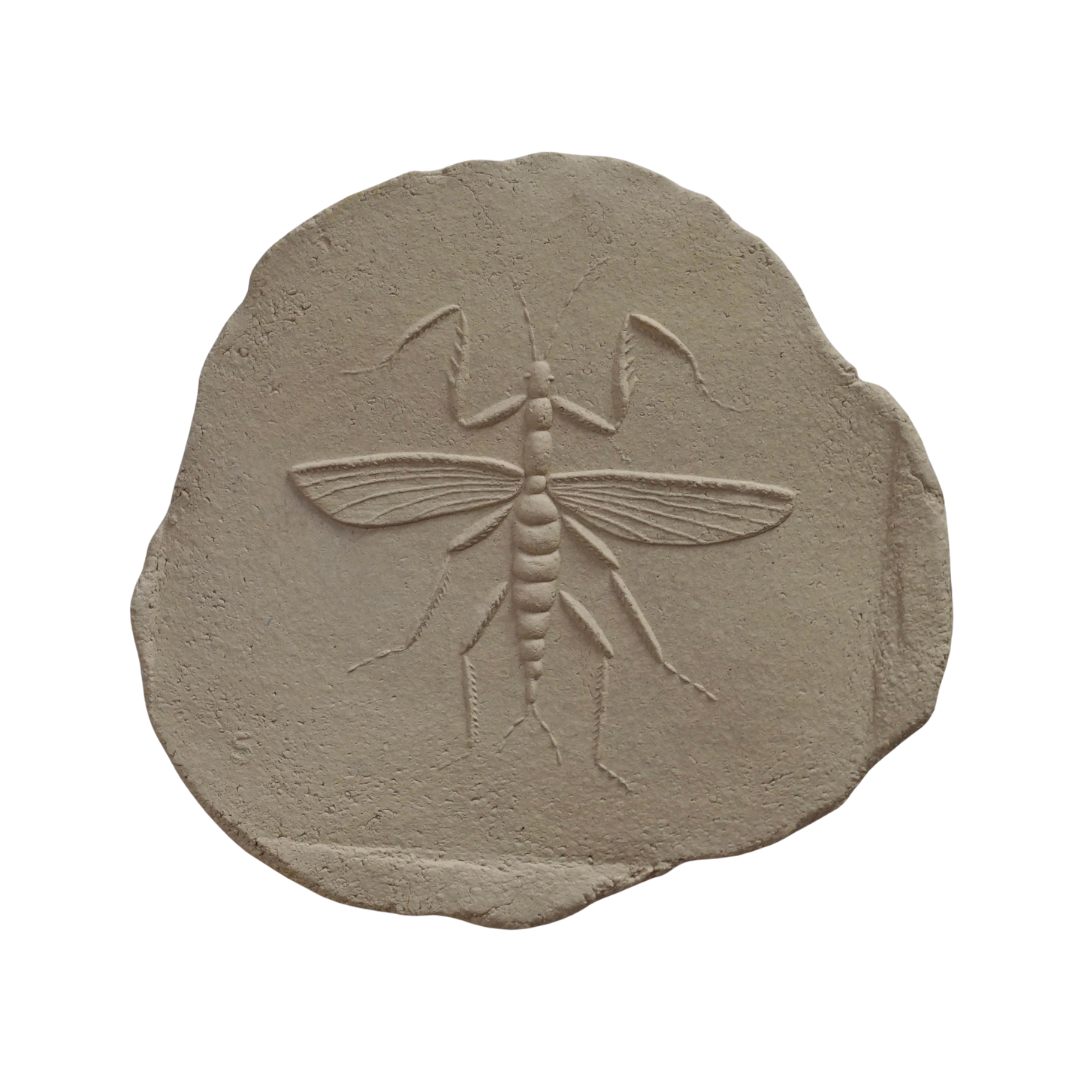 MANTODEA II