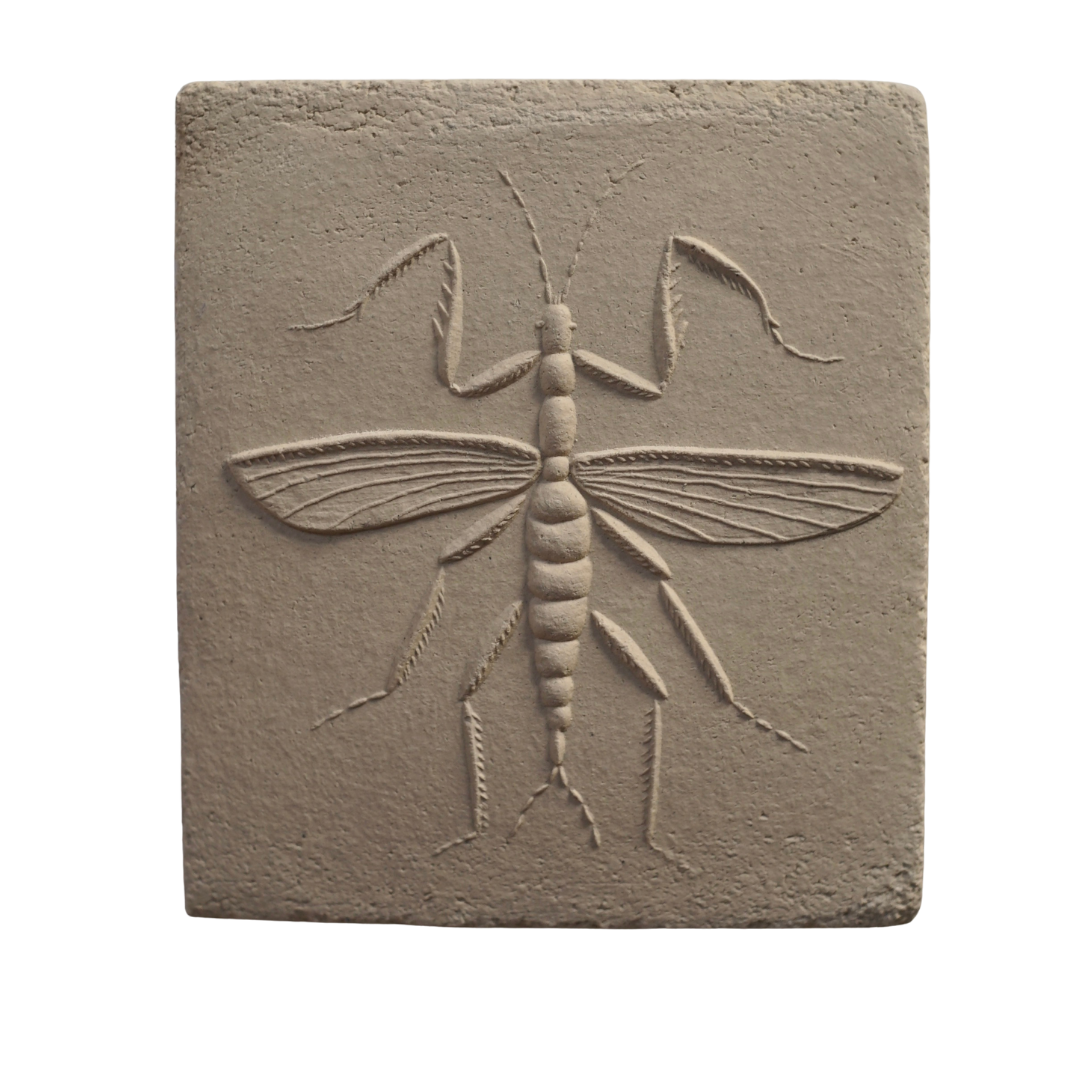 MANTODEA III