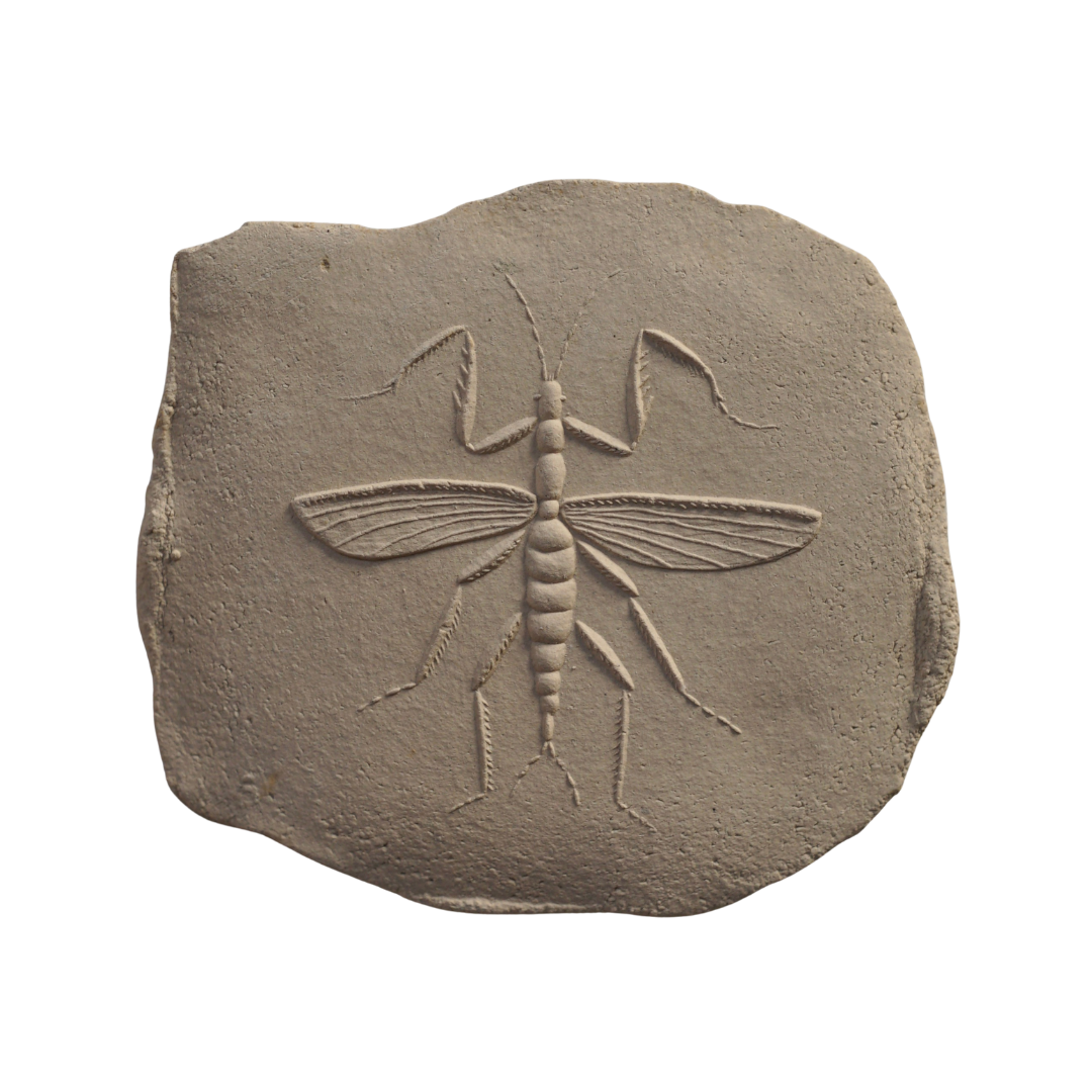 MANTODEA IV