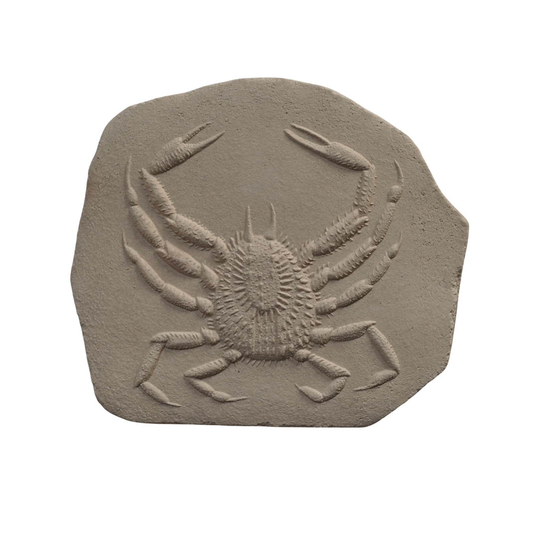 SPINY SPIDER CRAB I