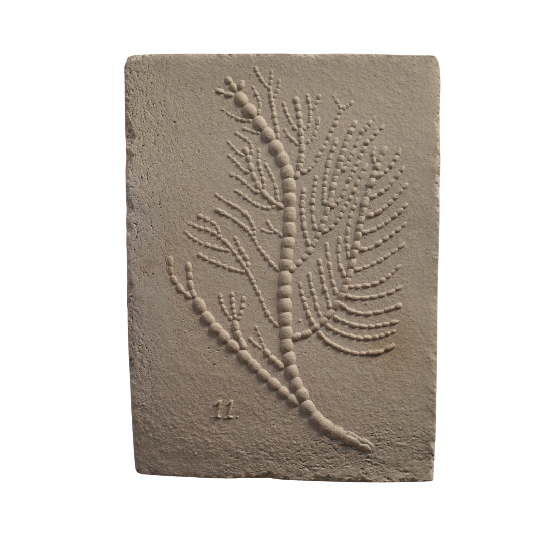 CORALLINA OFFICINALIS III