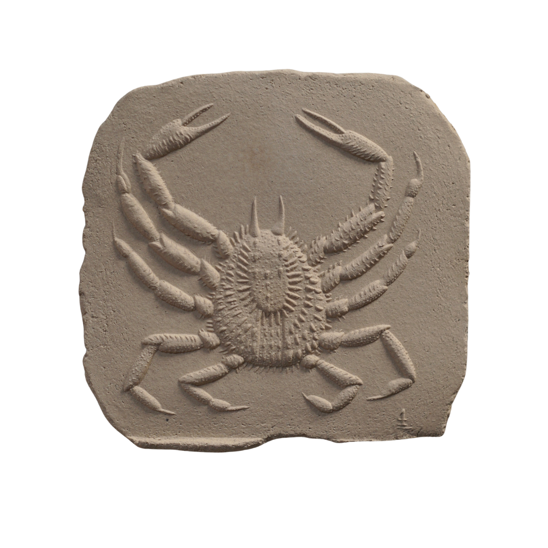 SPINY SPIDER CRAB II