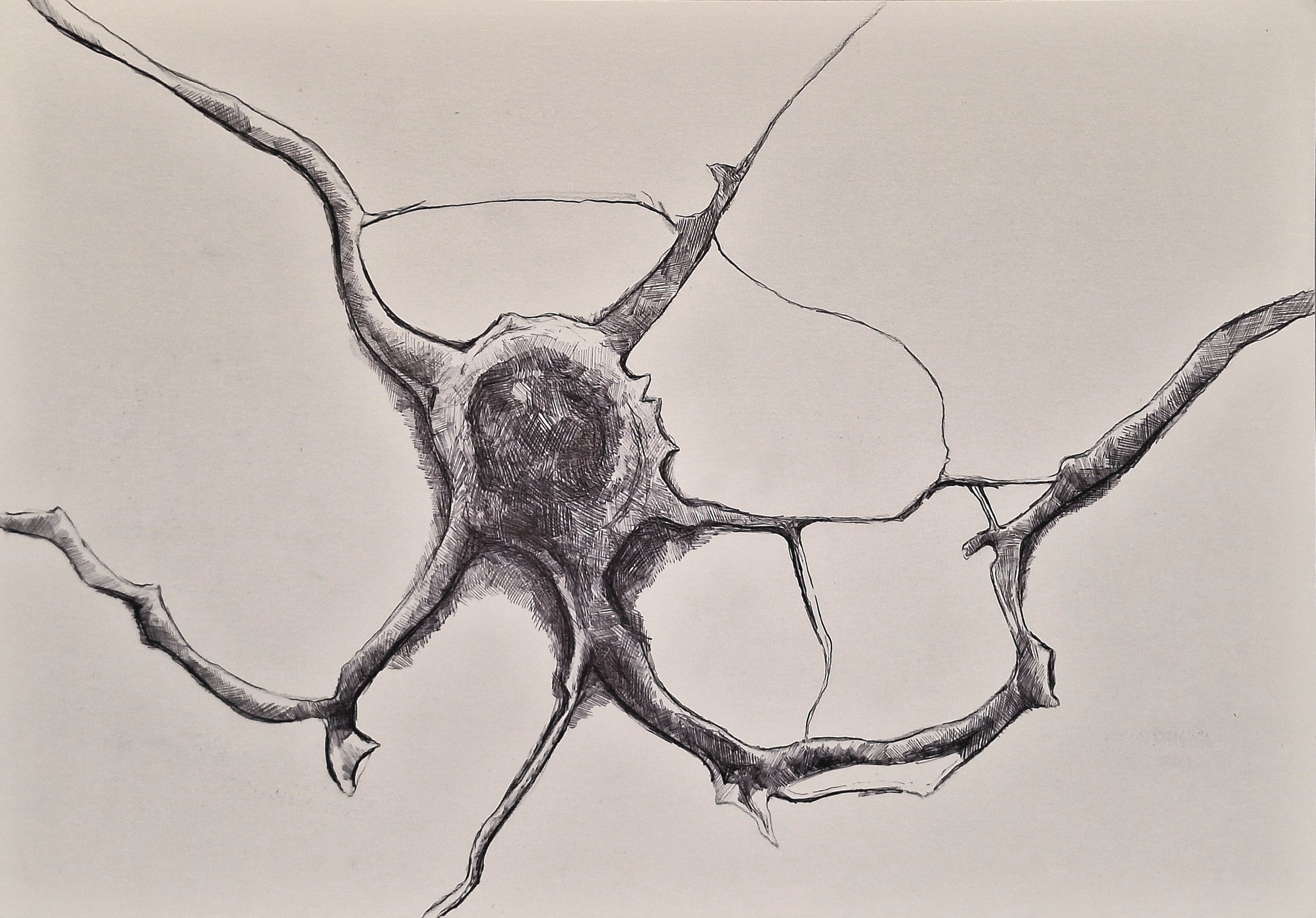 Pathway I, Bella Taleghani