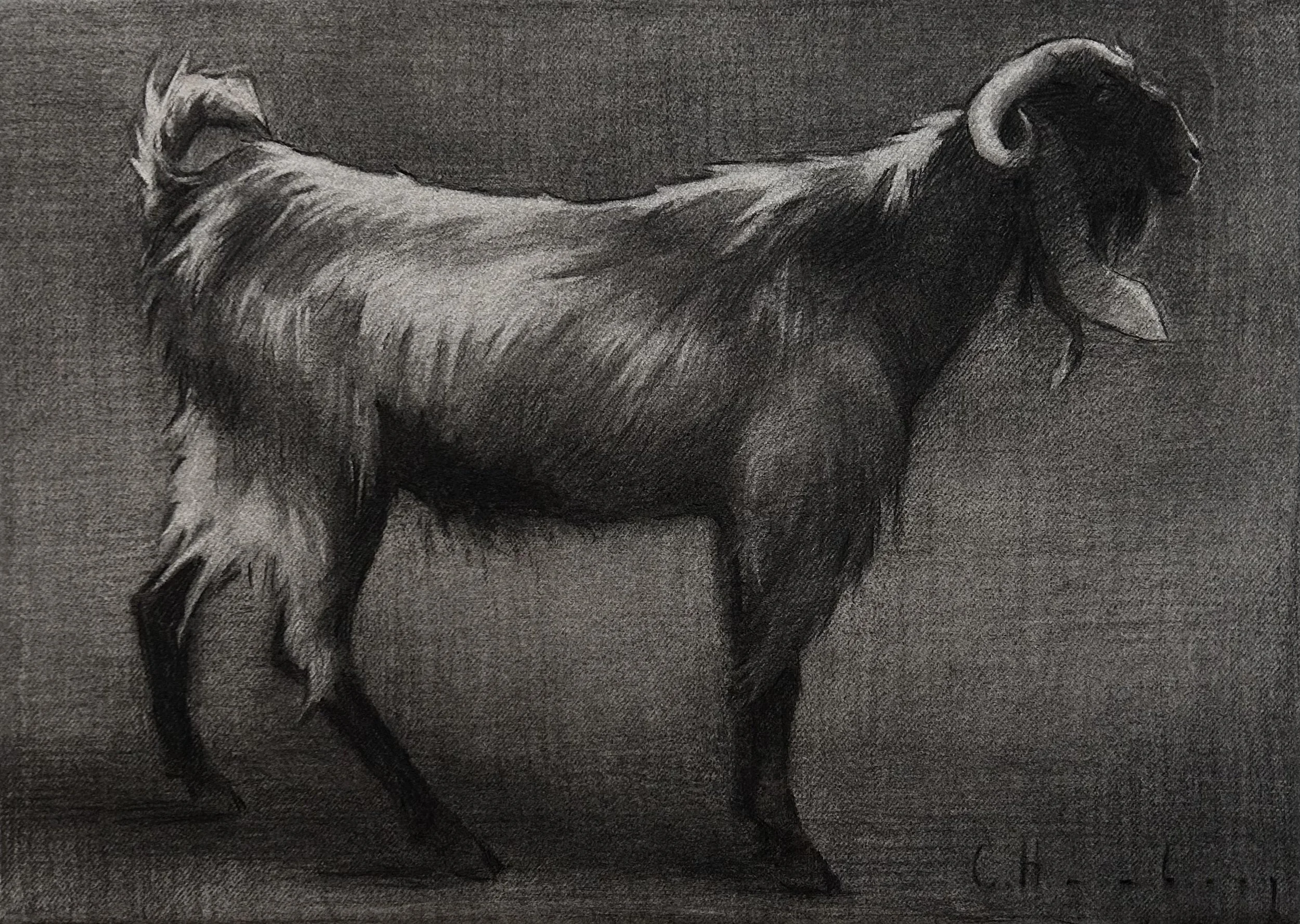 Bedouin goat, Petra Canyon by Clementine Hanbury