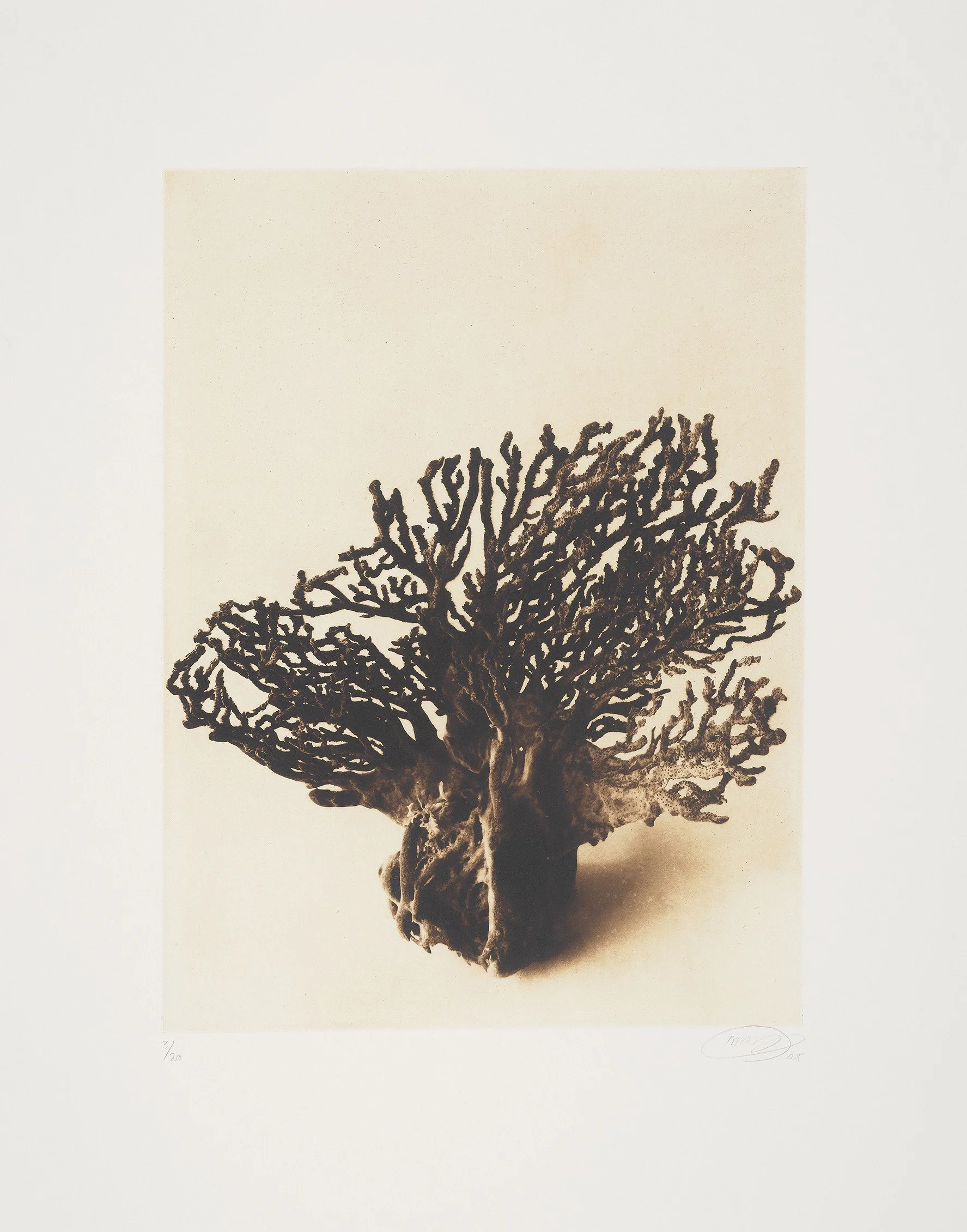 Amy-Leigh Bird, Marine Fragments Cape Agulhas I, 106504.jpg