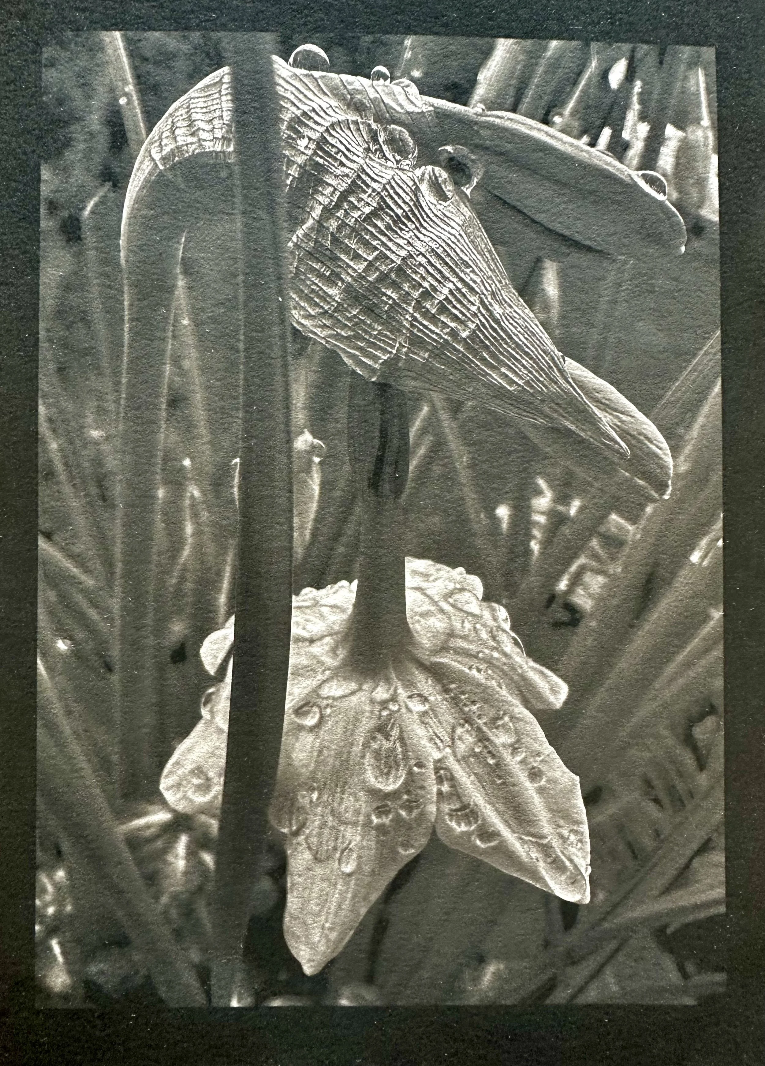 Spring Narcissi by Mandi Stewart