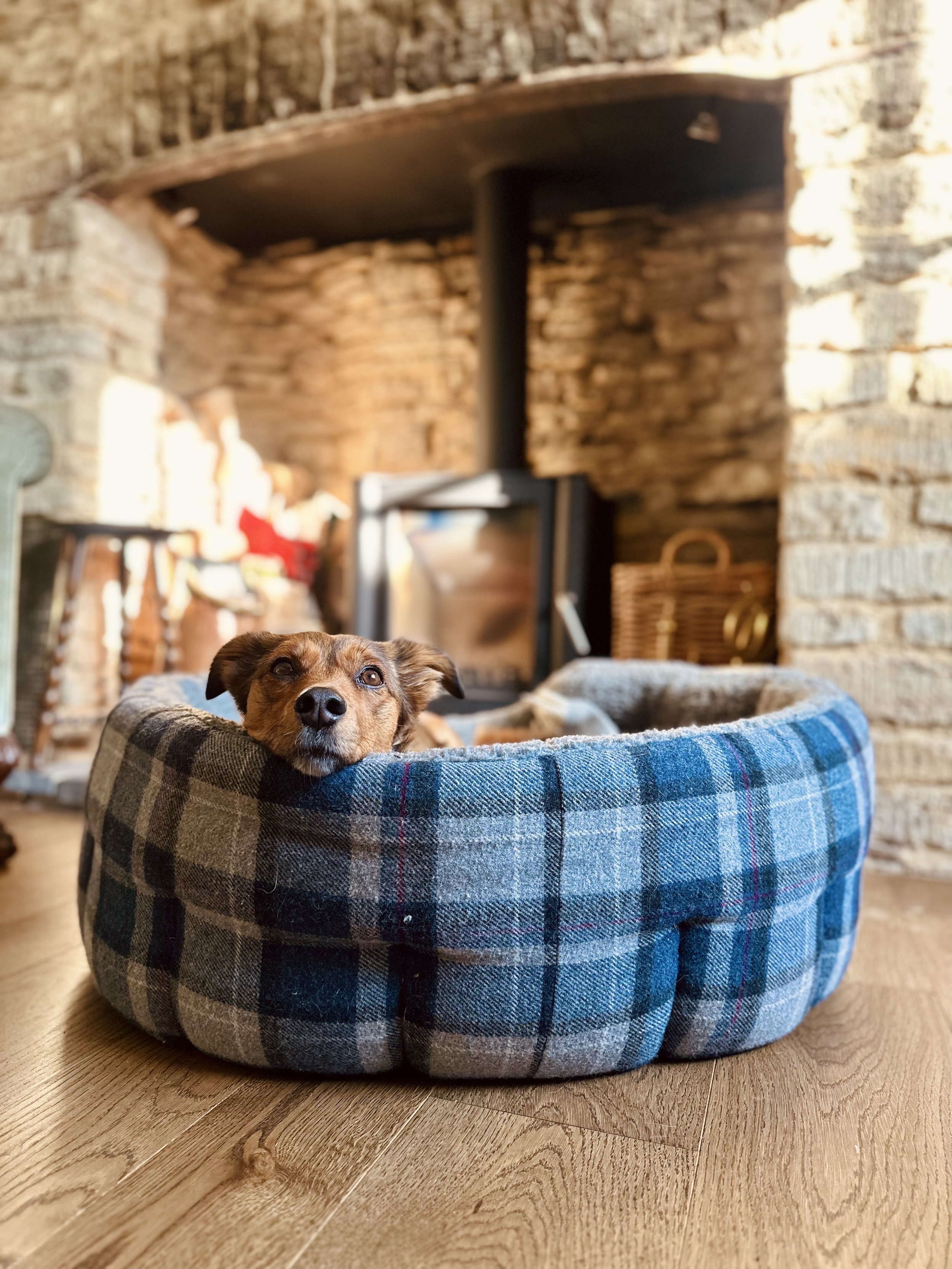 Dog friendly IMG_3533.jpg