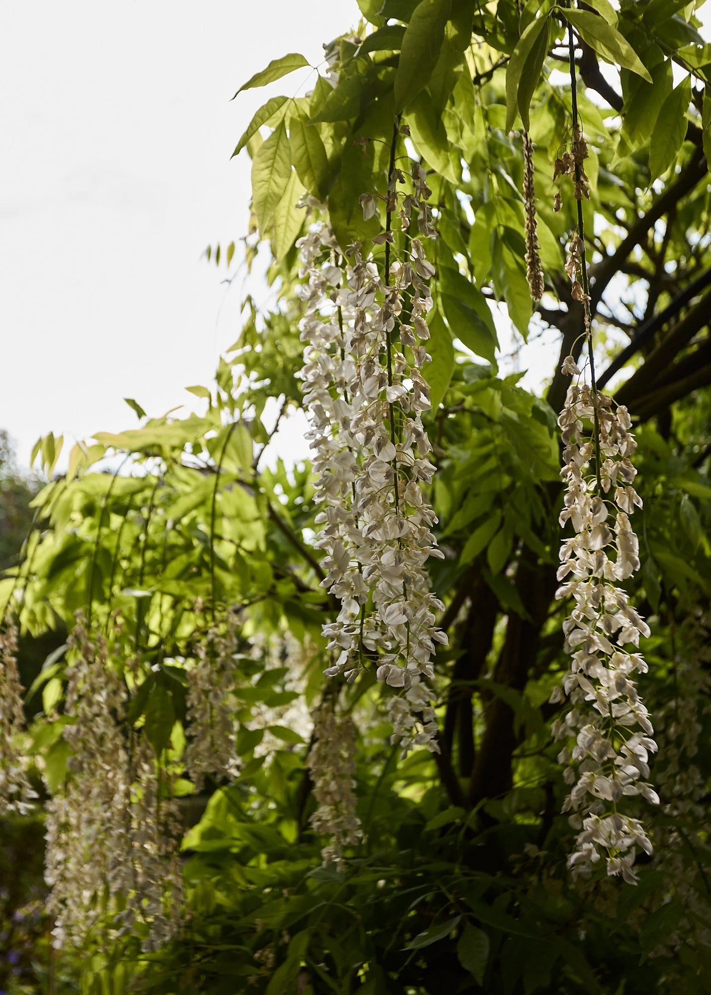 _BACK GARDEN small_47.jpg