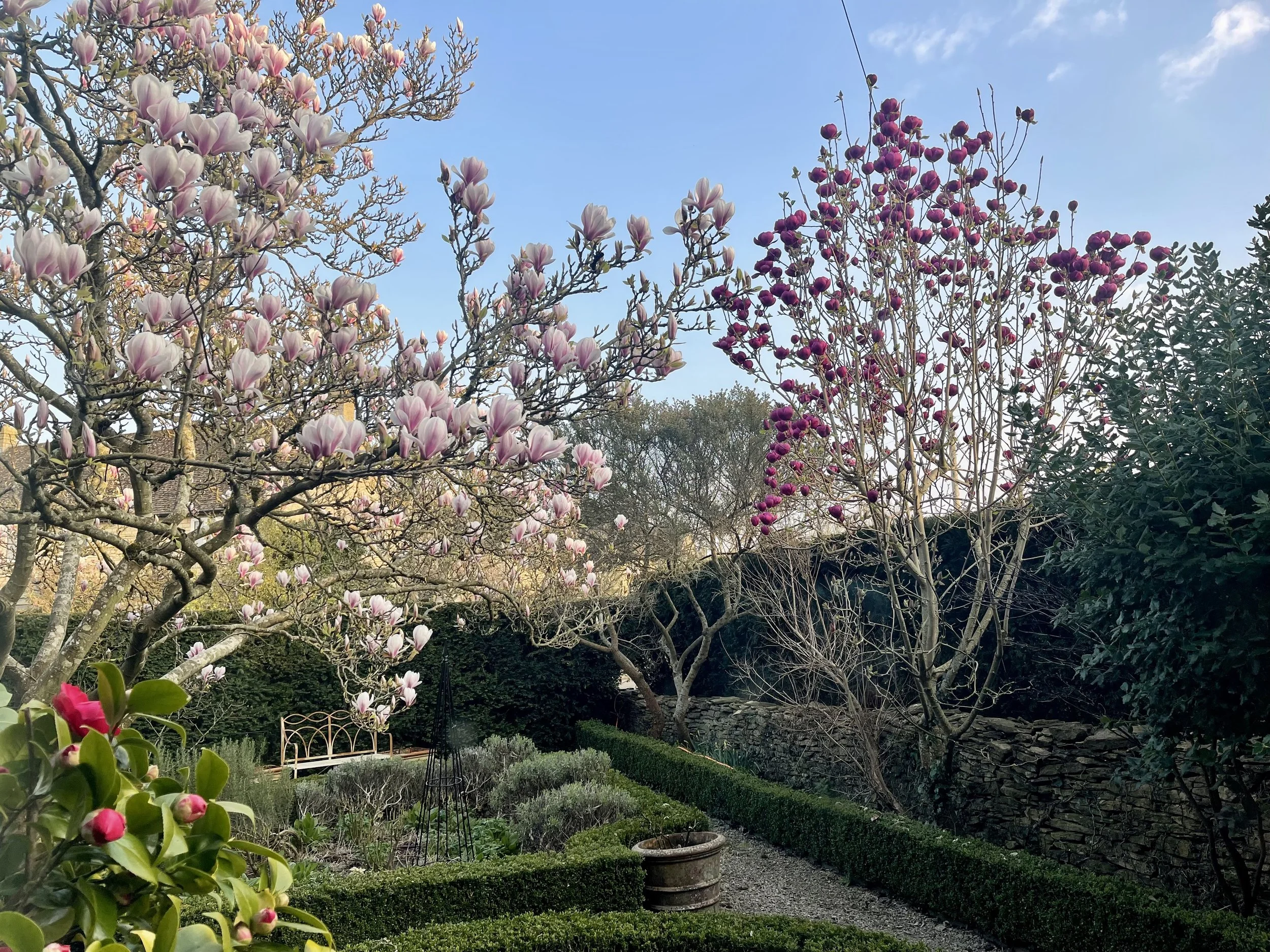 Magnolias in bloom in March IMG_3811.jpg