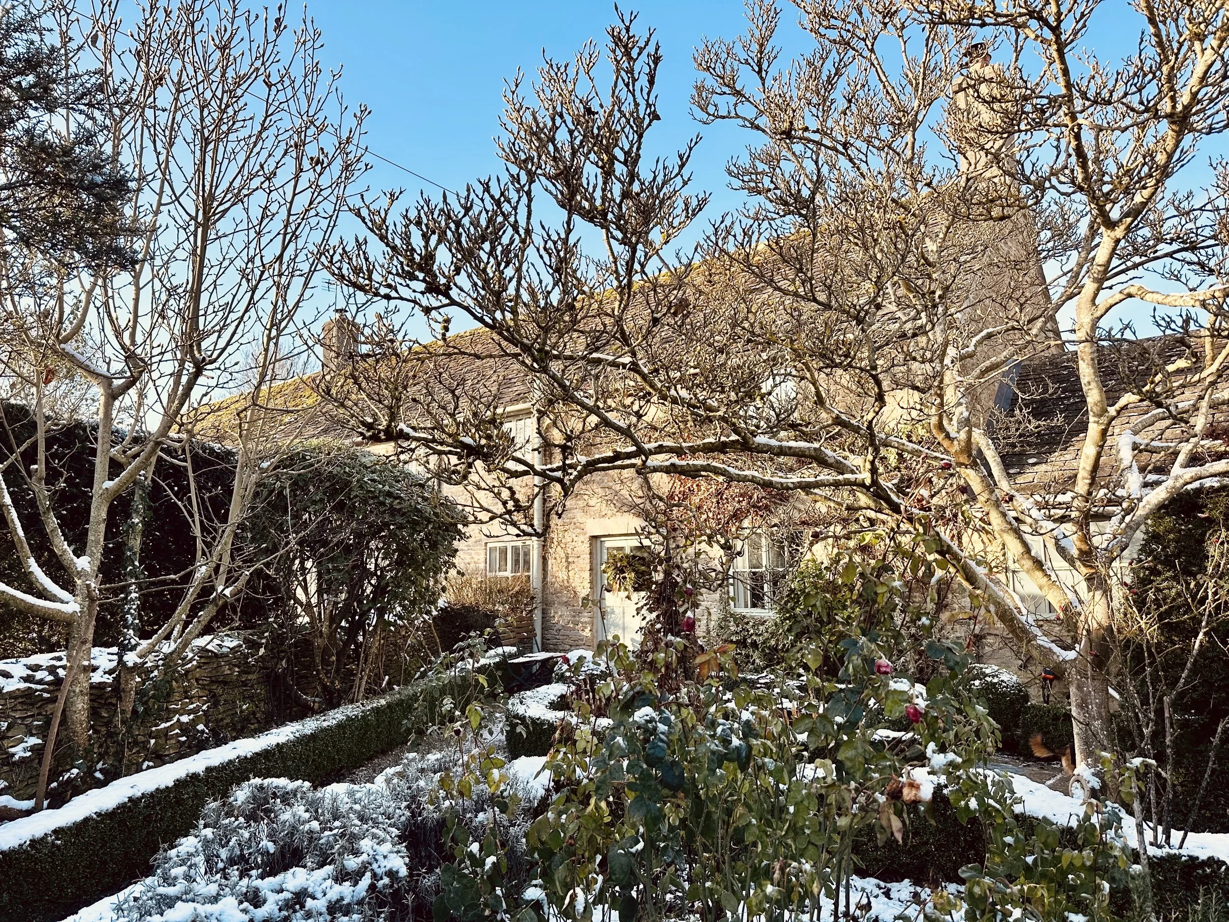 Front garden snow IMG_3678.jpeg