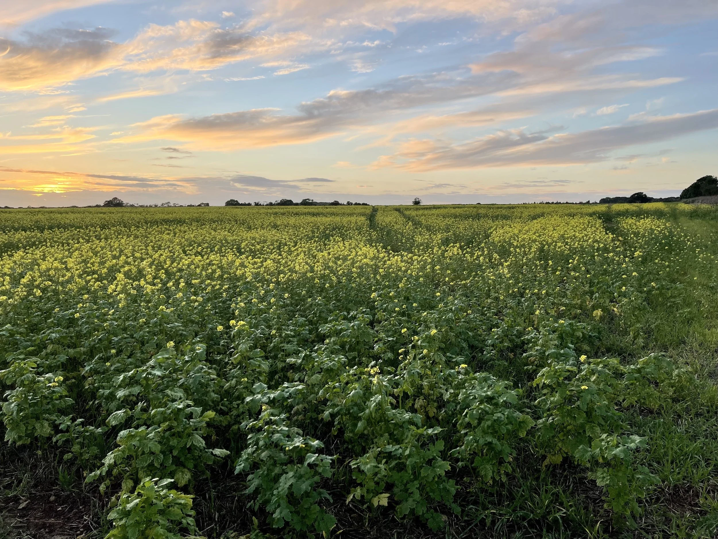 Walking IMG_8979.jpeg