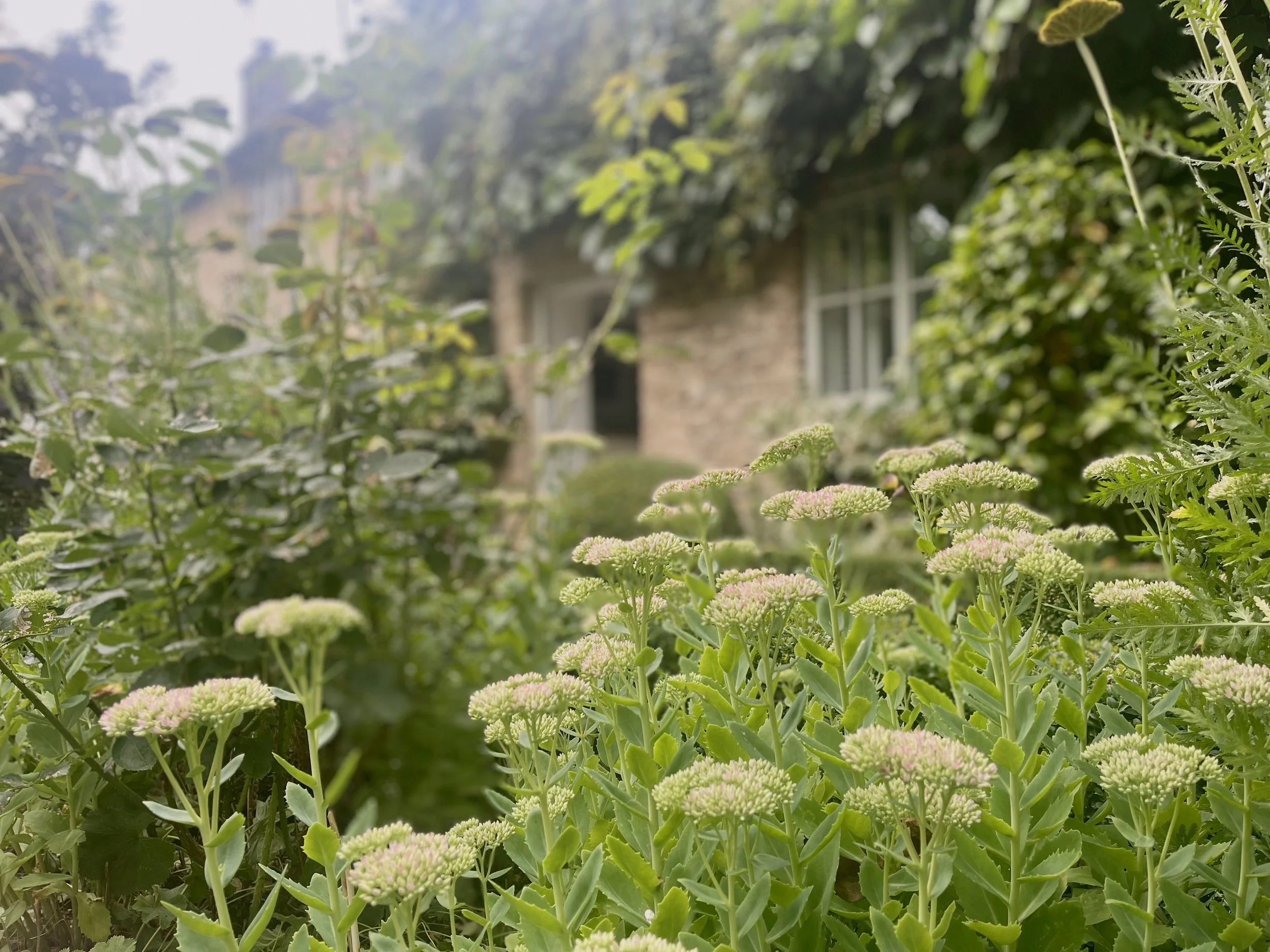 Front Garden IMG_9334.jpg